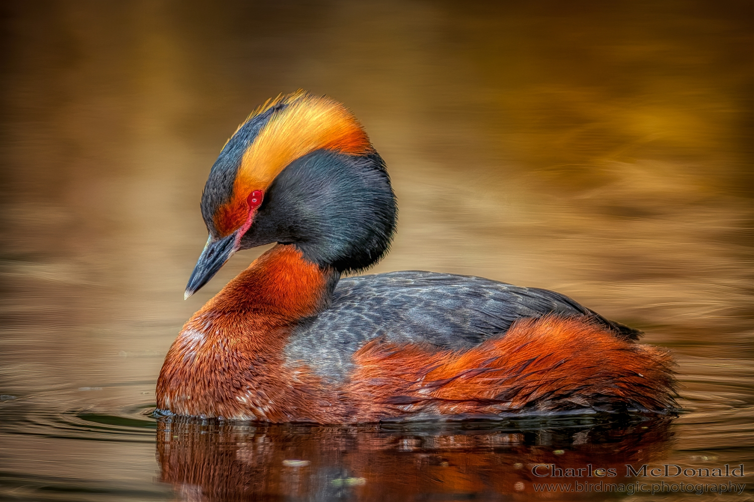 Horned Grebe