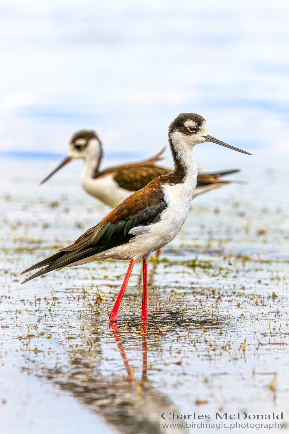 Black-necked Stilt