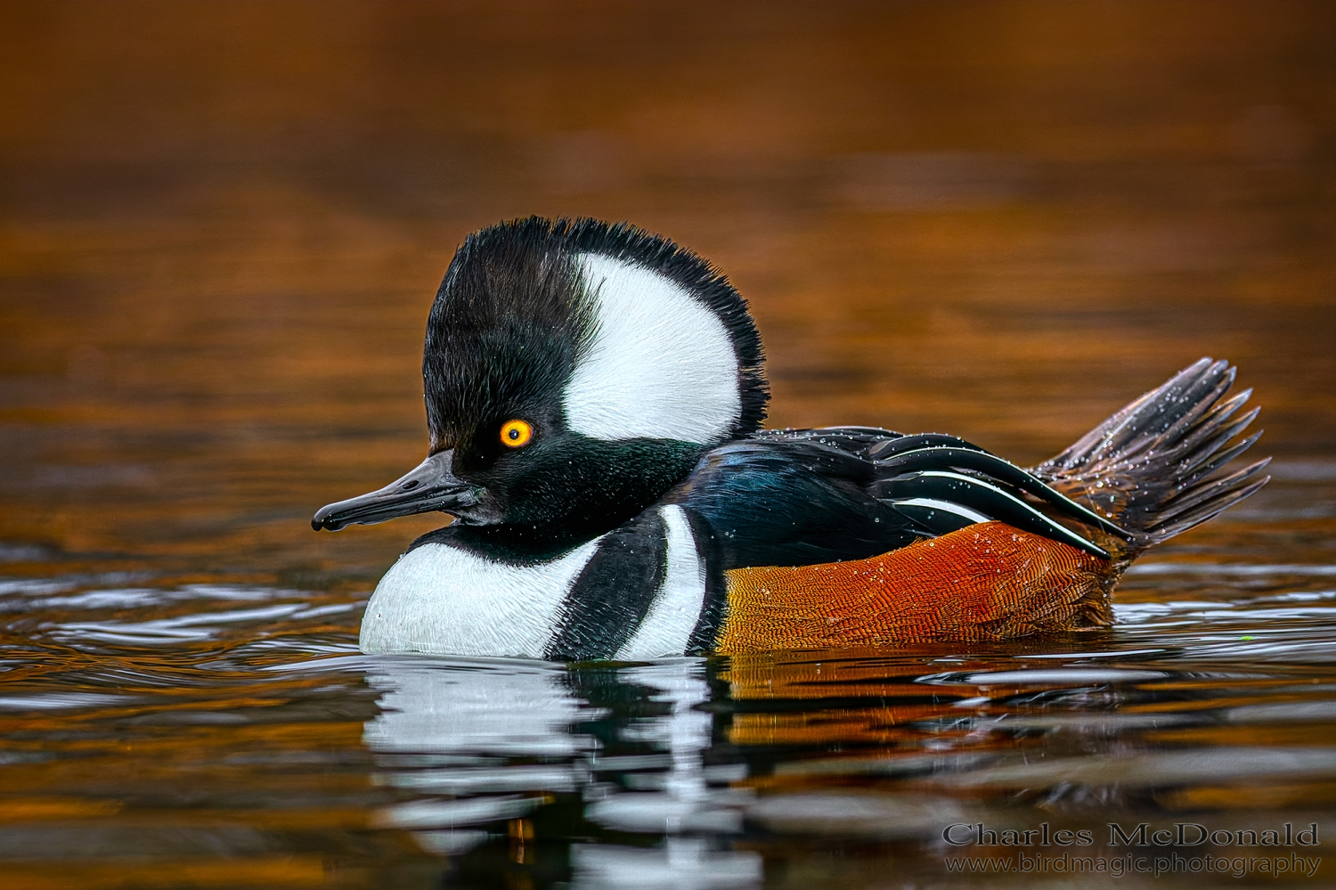 Hooded Merganser