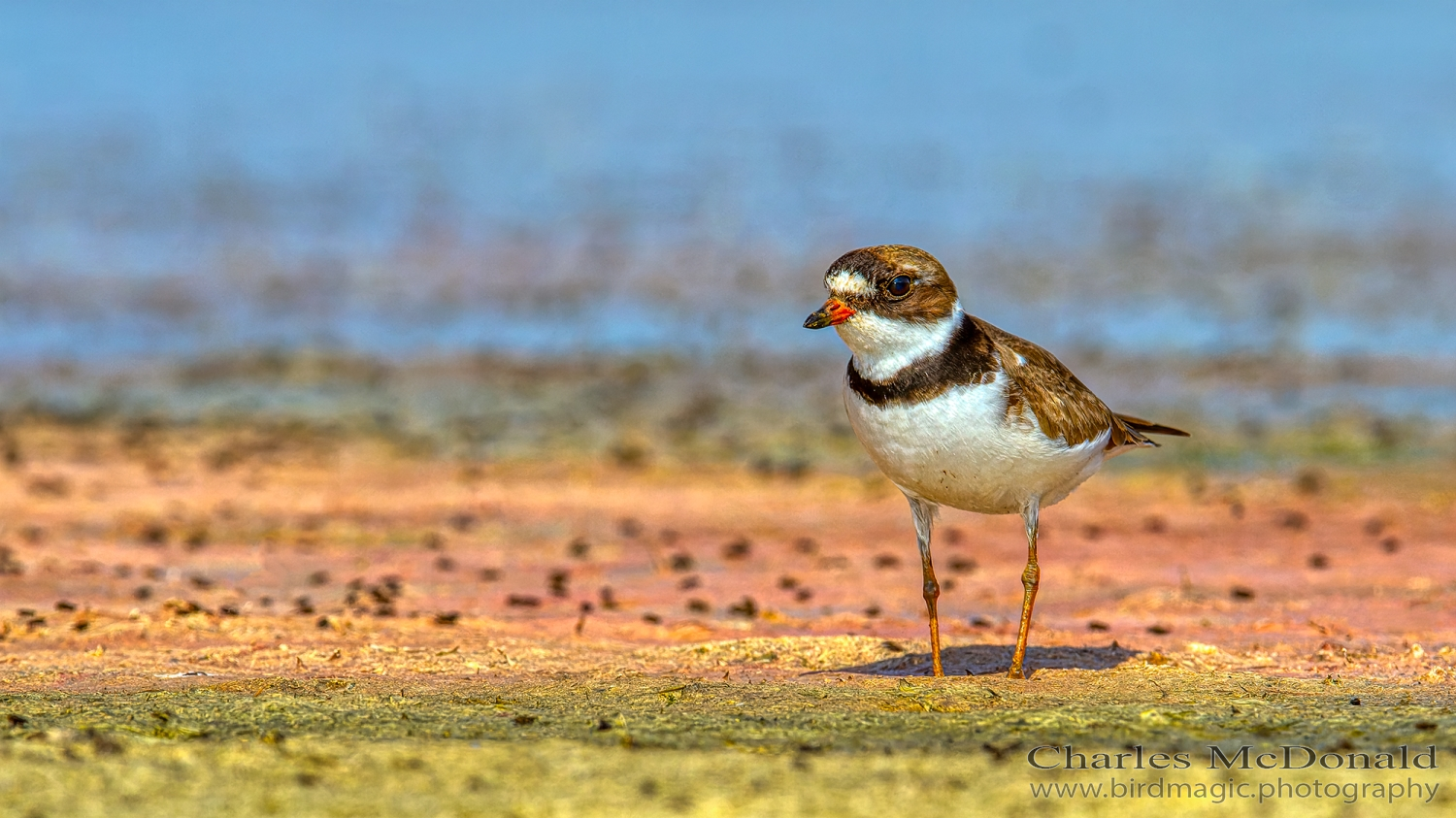 Semipalmated Plover