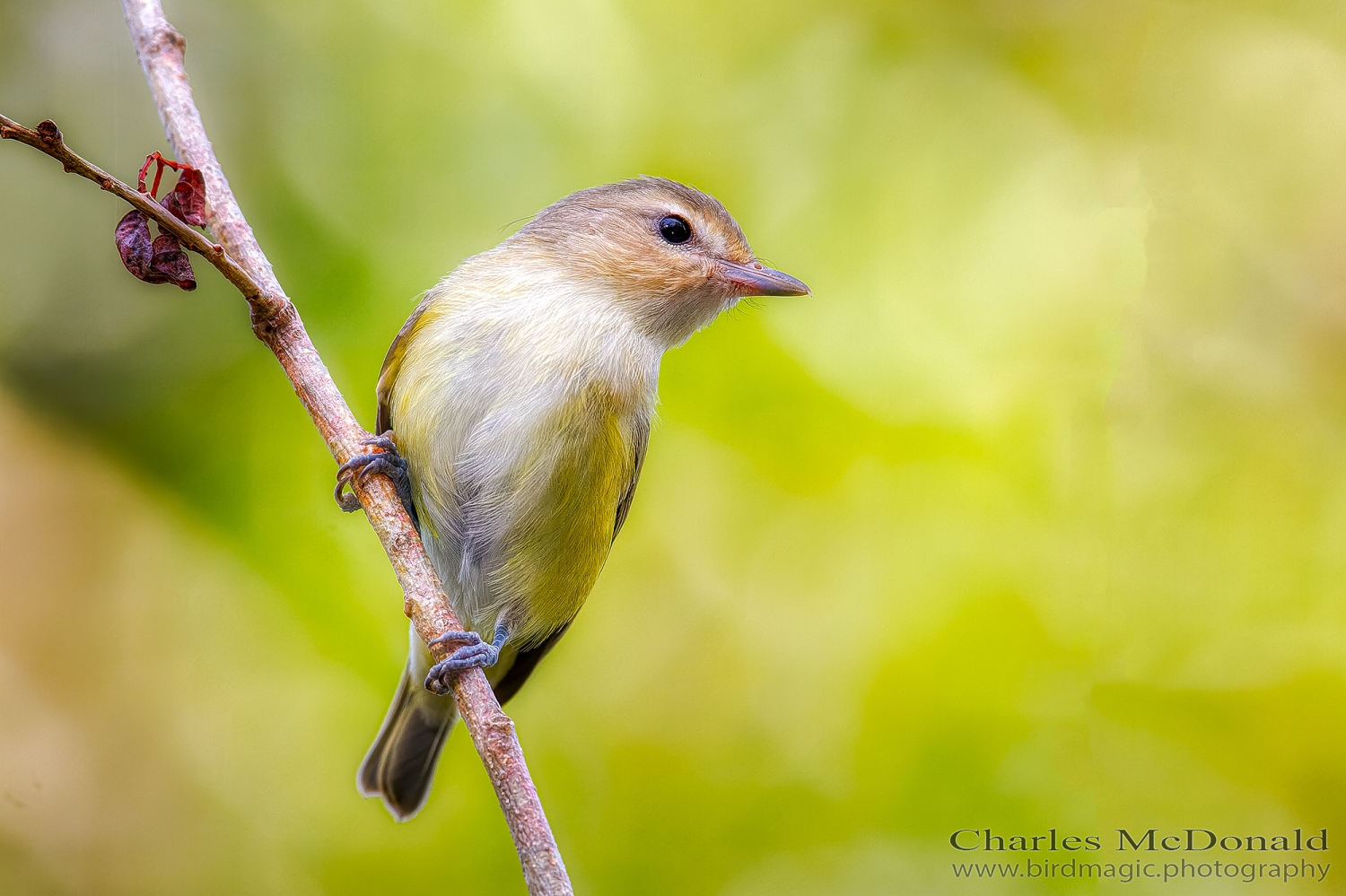 Warbling Vireo