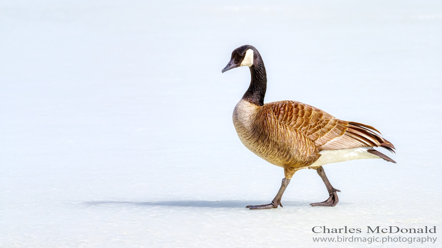 Canada Goose