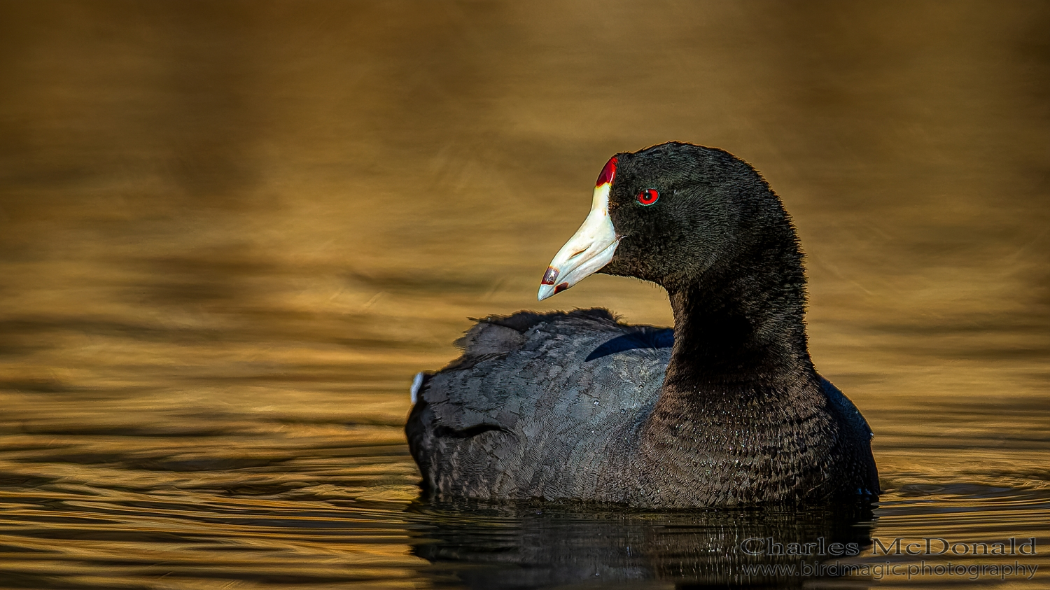 American Coot