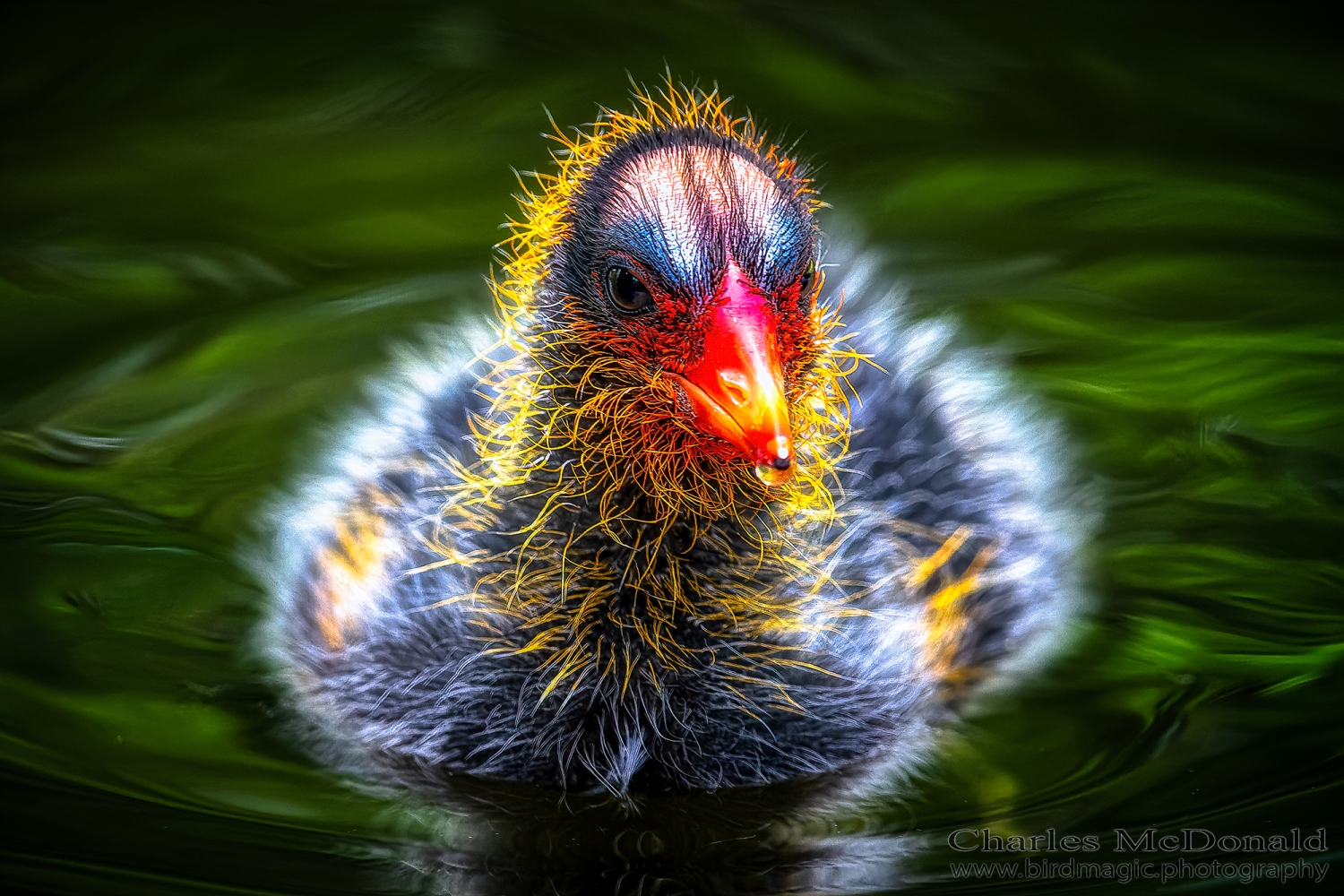 American Coot