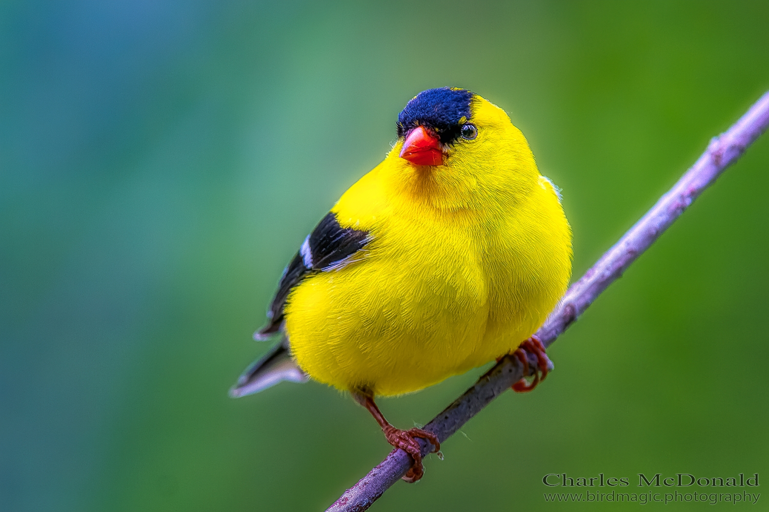 American Goldfinch