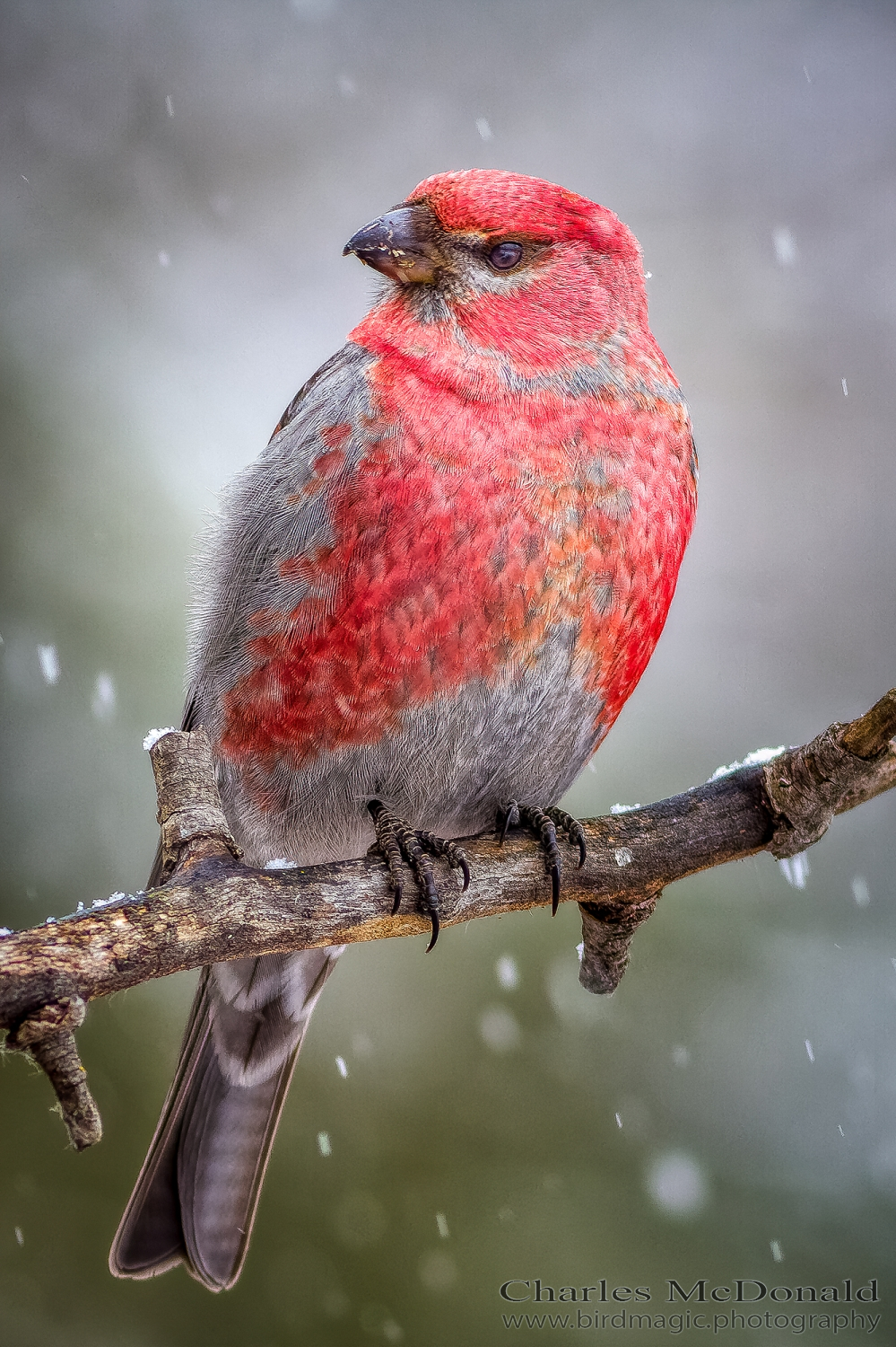 Pine Grosbeak