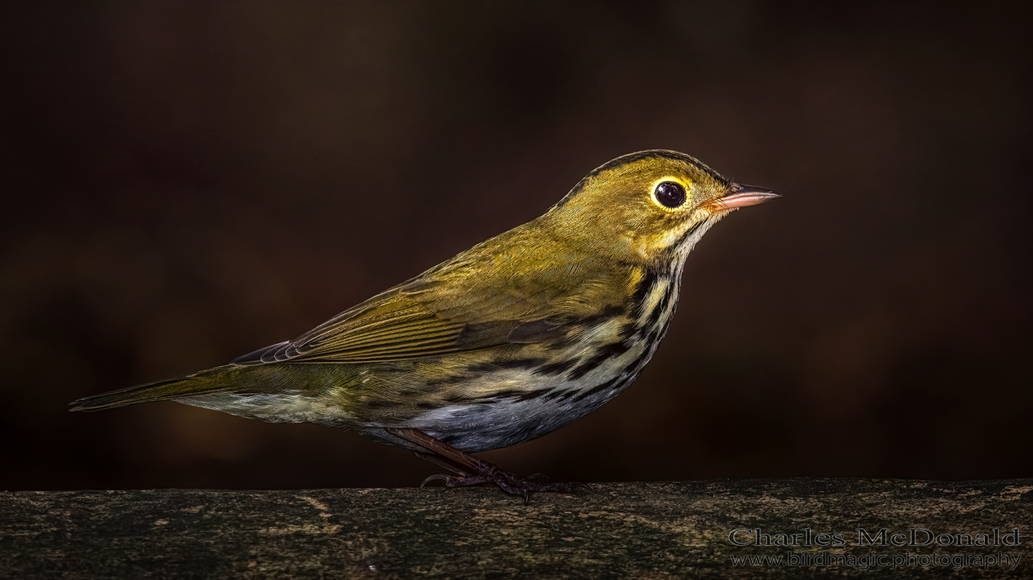 Ovenbird