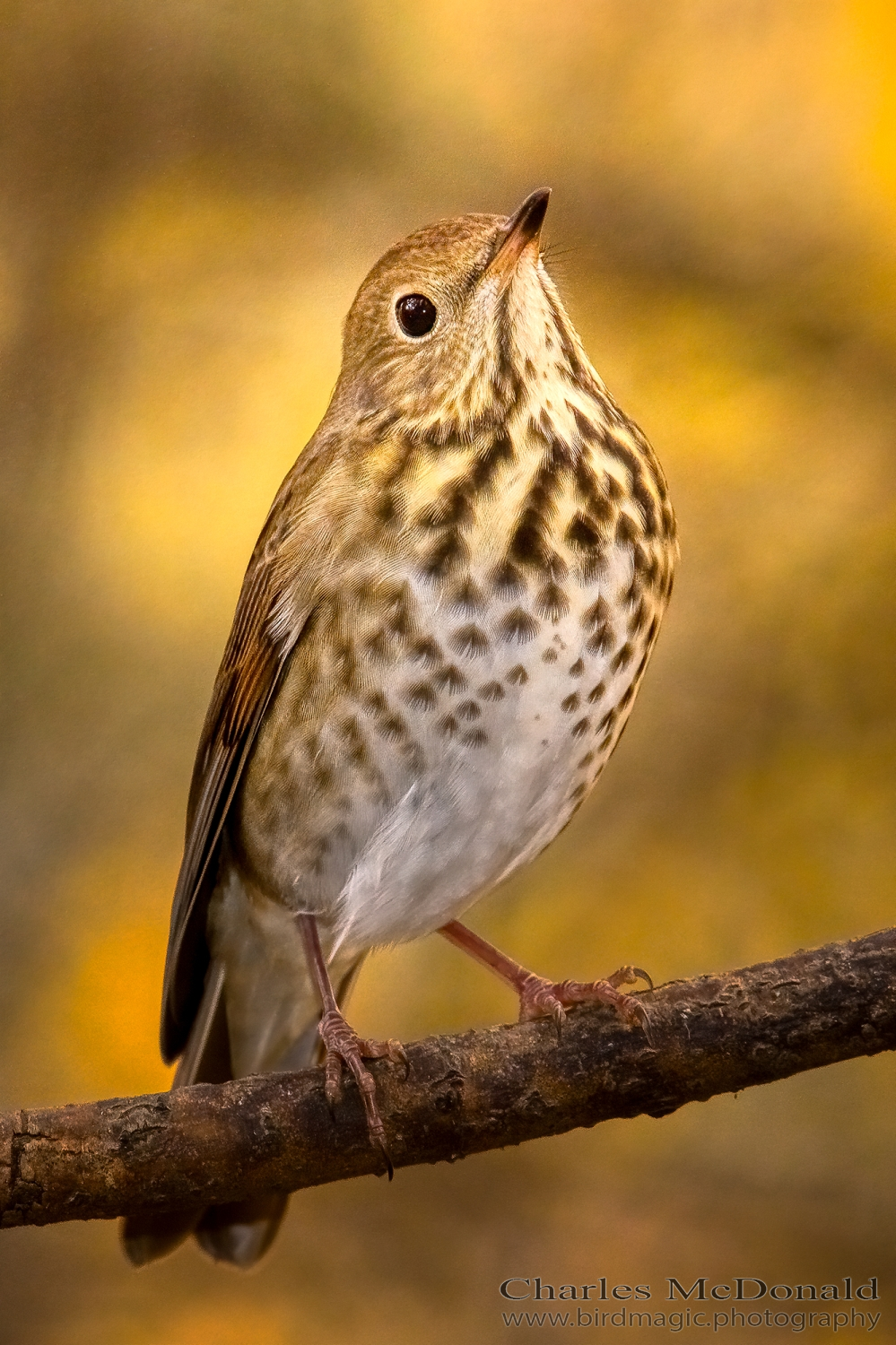 Swainson's Thrush