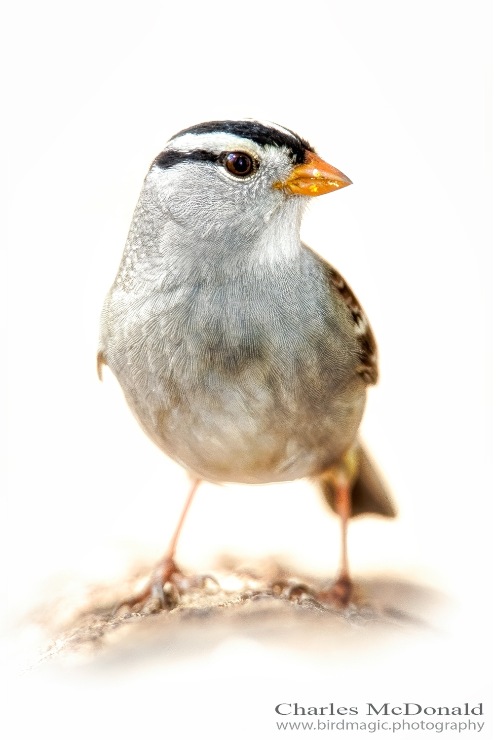 White-crowned Sparrow