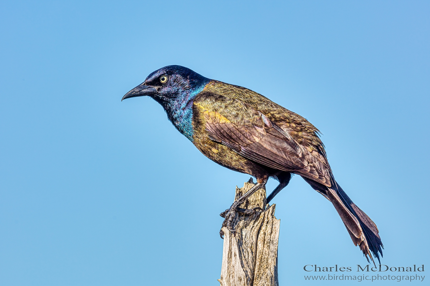 Common Grackle