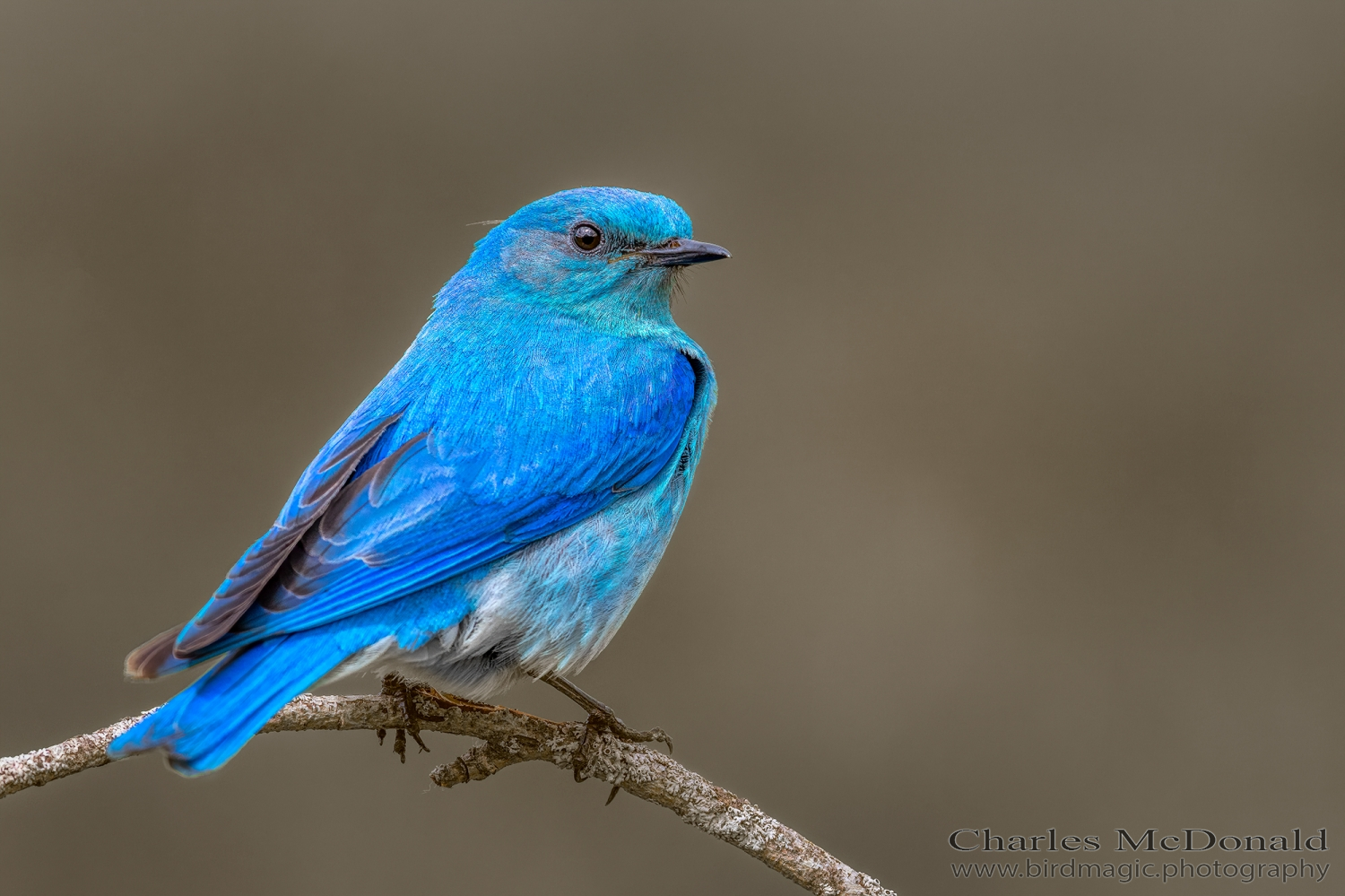 Mountain Bluebird