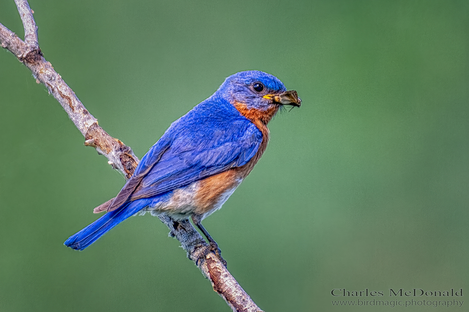 Eastern Bluebird