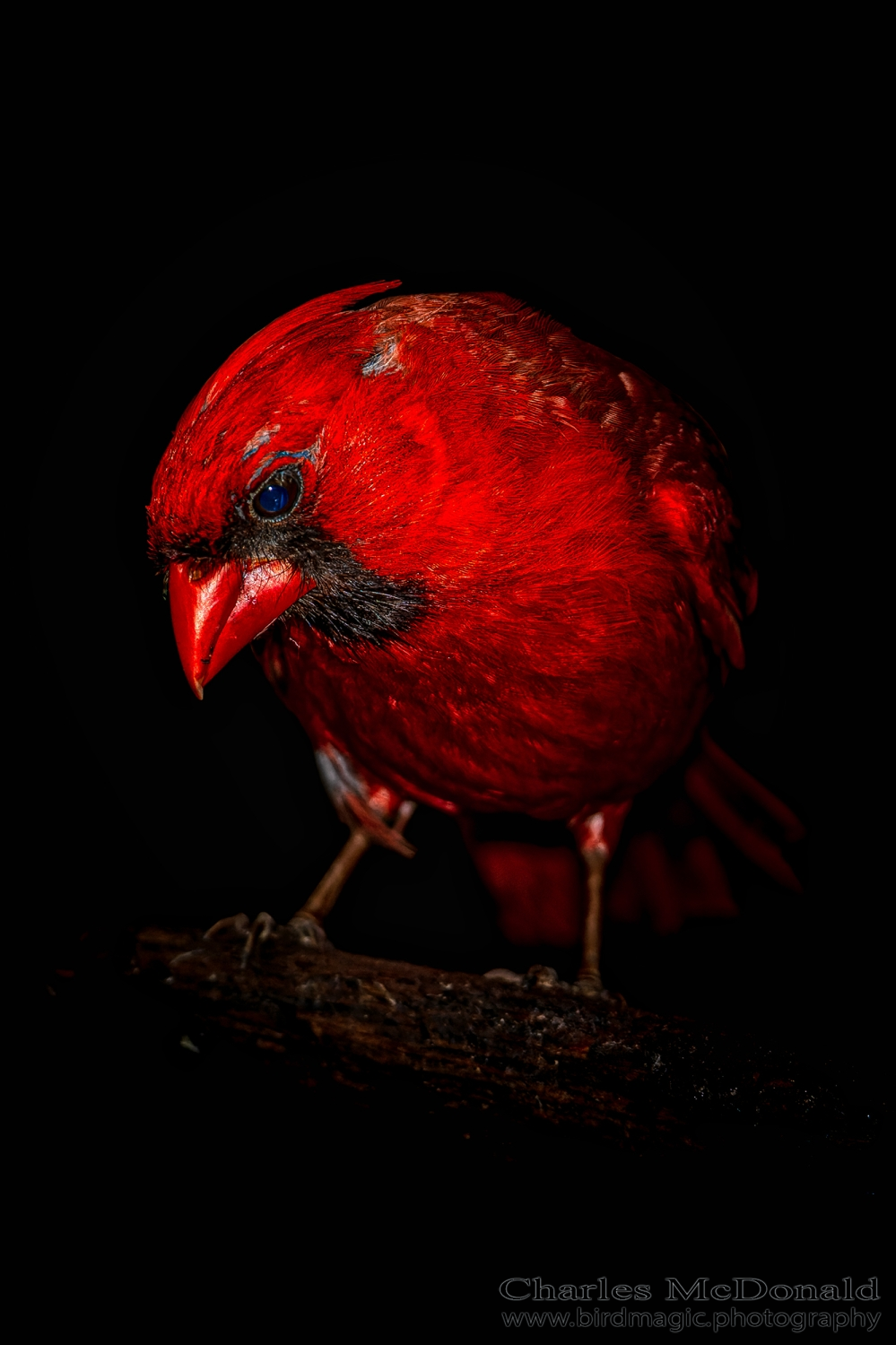 Northern Cardinal