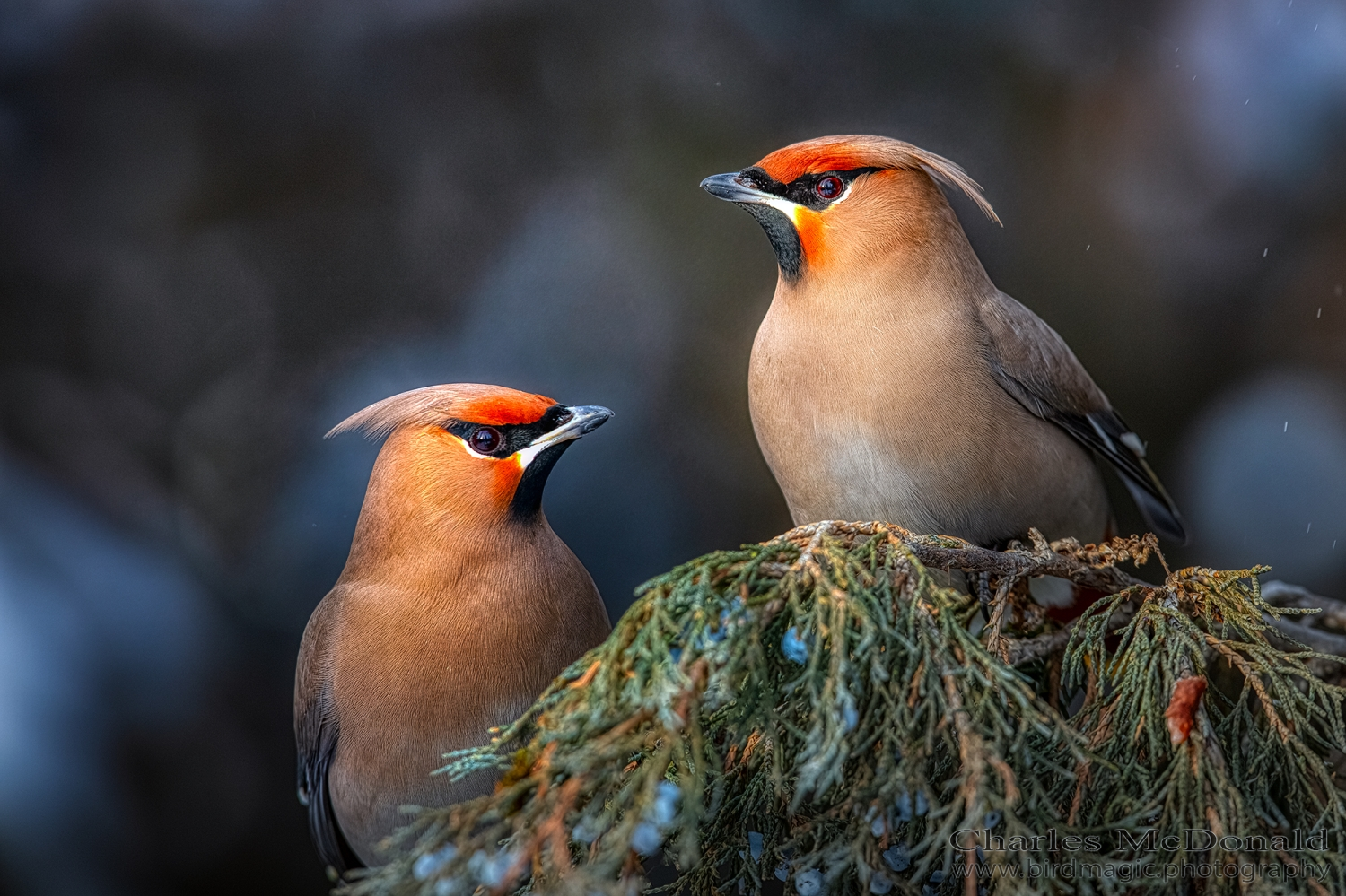 Bohemian Waxwing