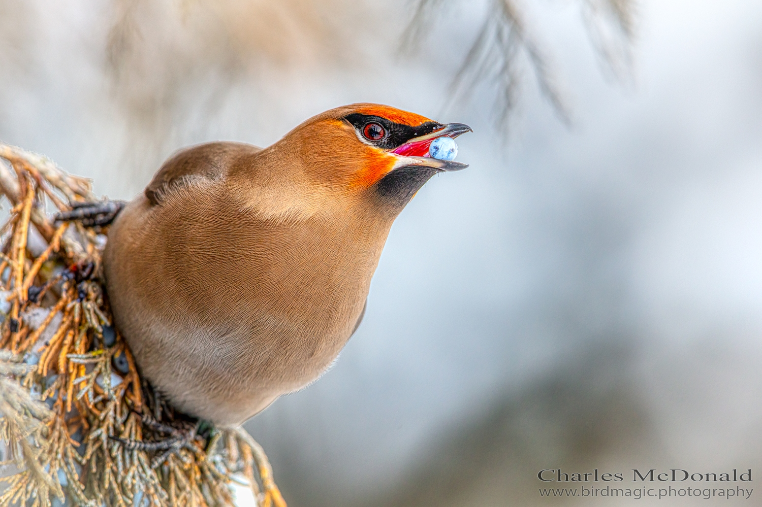 Bohemian Waxwing