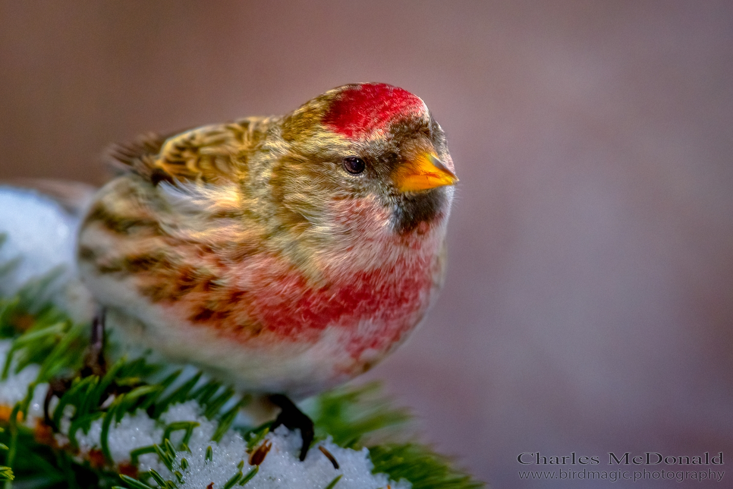 Common Redpoll