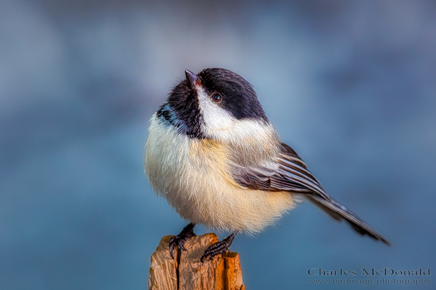 Black-capped Chickadee