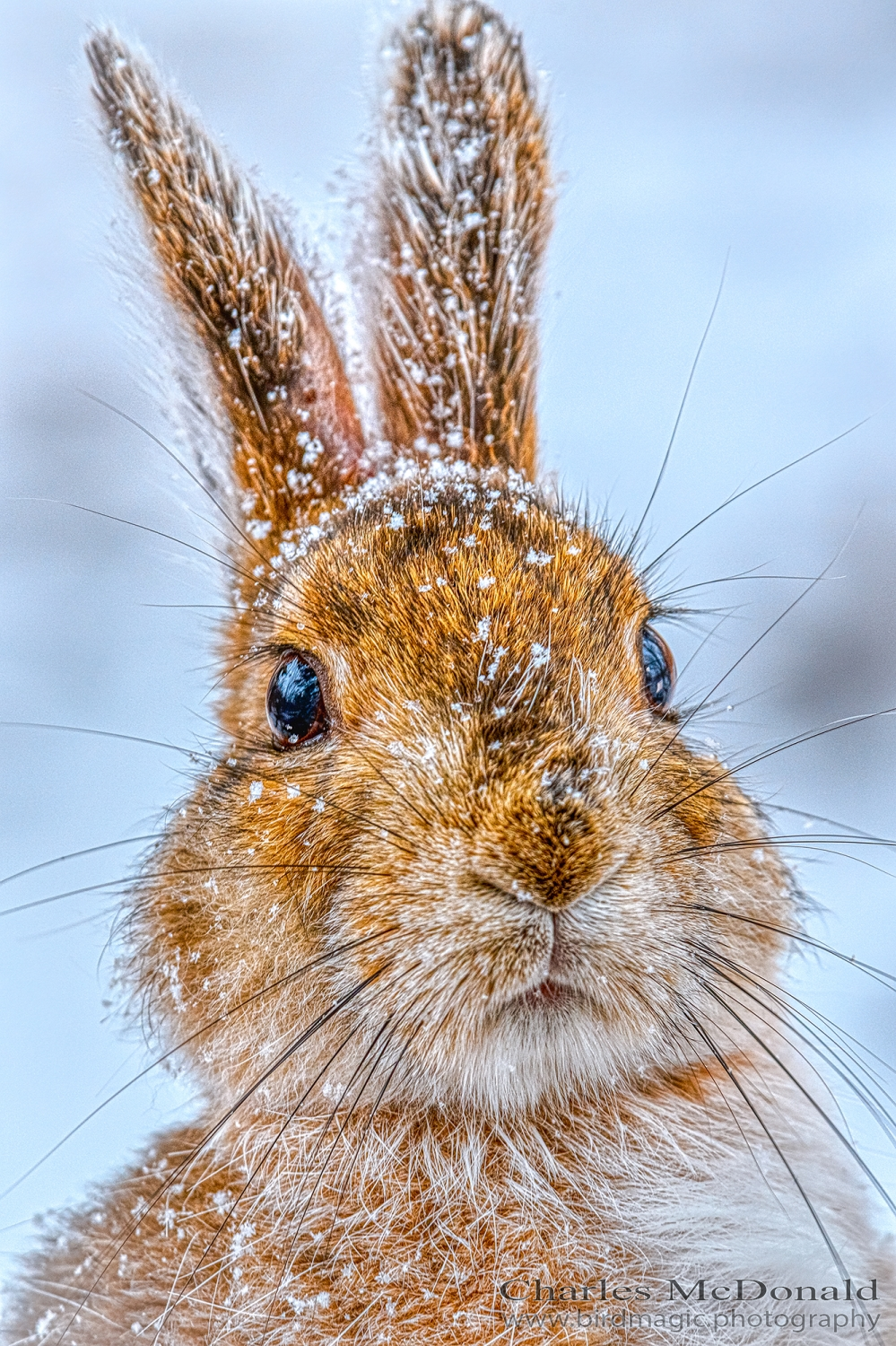 Snowshoe Hare