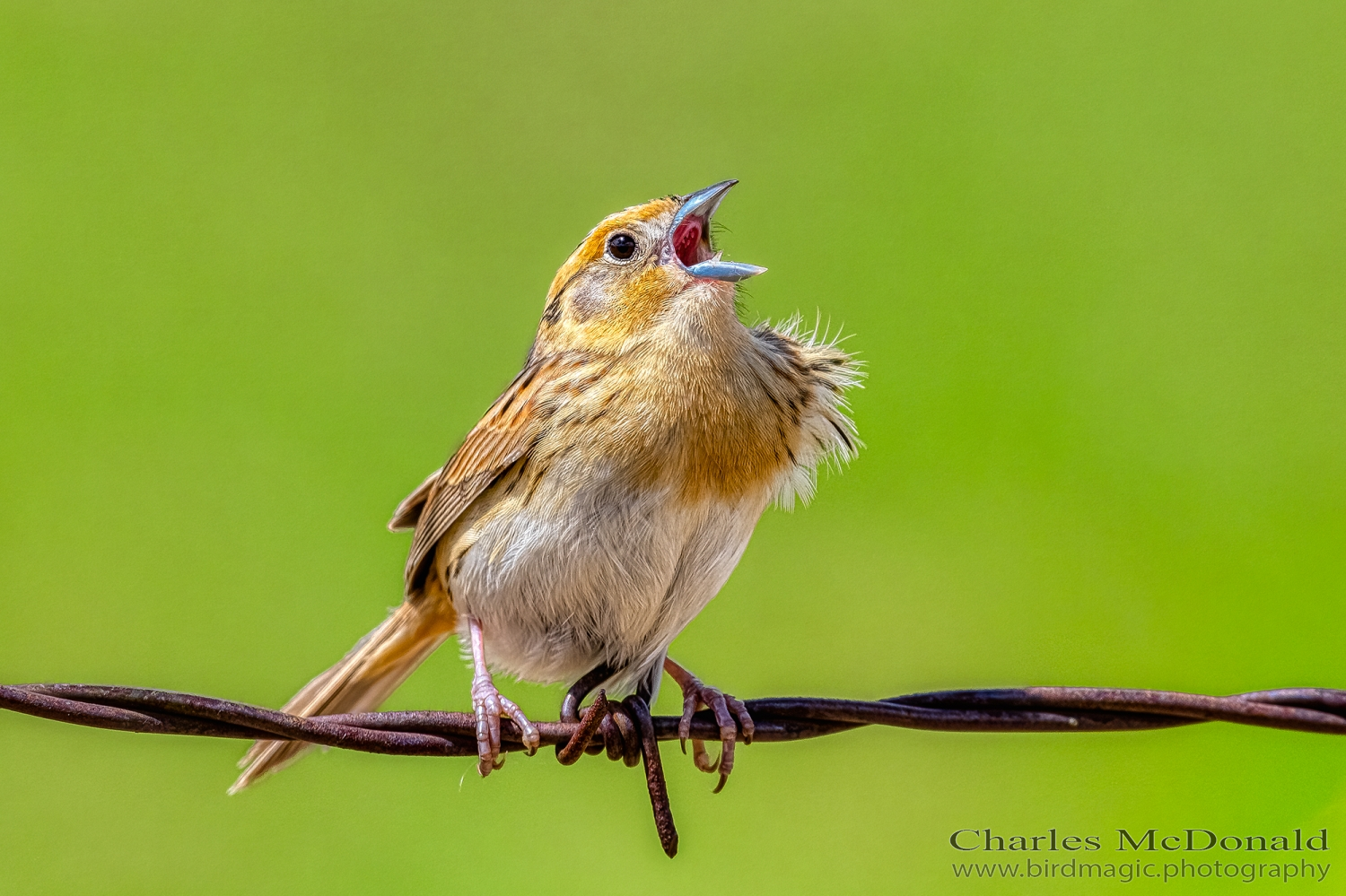 Le Conte's Sparrow