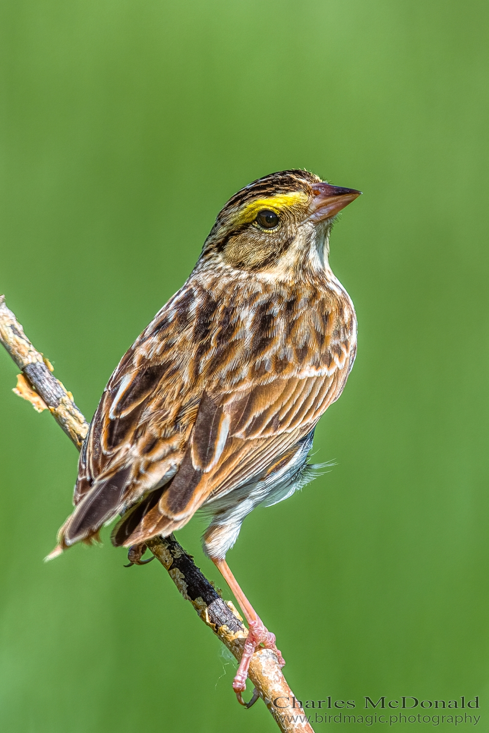 Savannah Sparrow