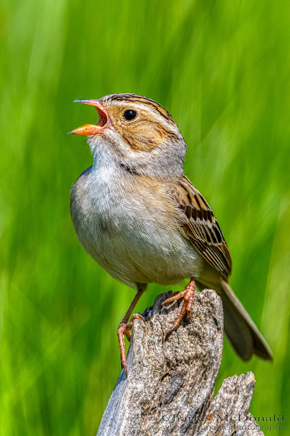 Clay-colored Sparrow