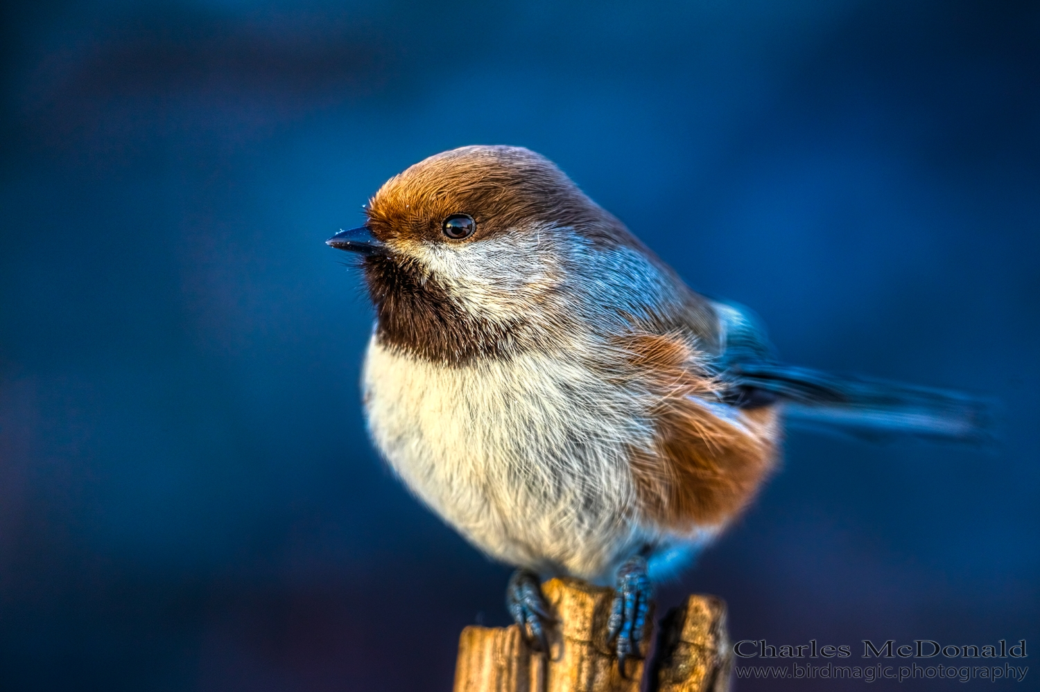 Boreal Chickadee