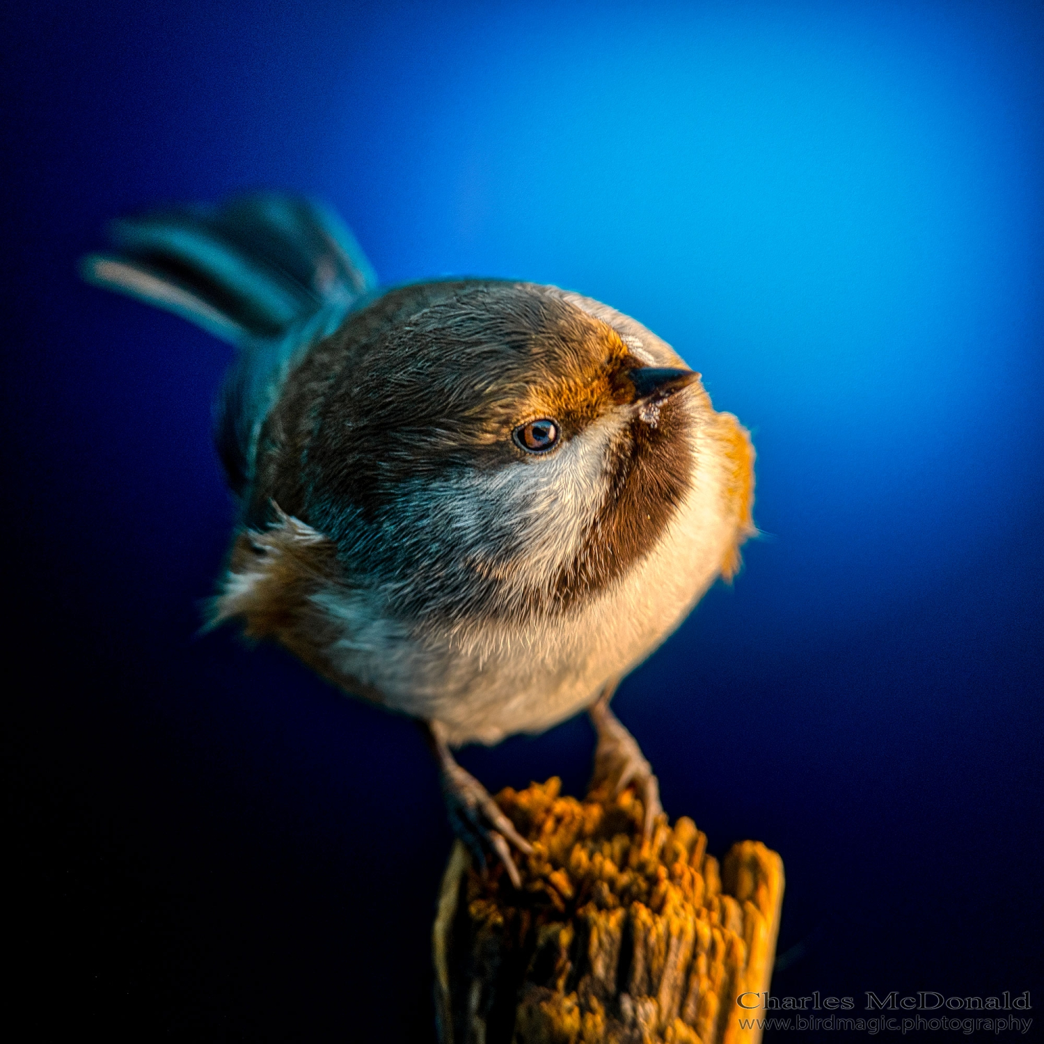 Boreal Chickadee