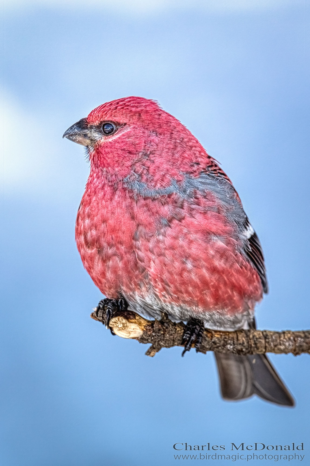 Pine Grosbeak