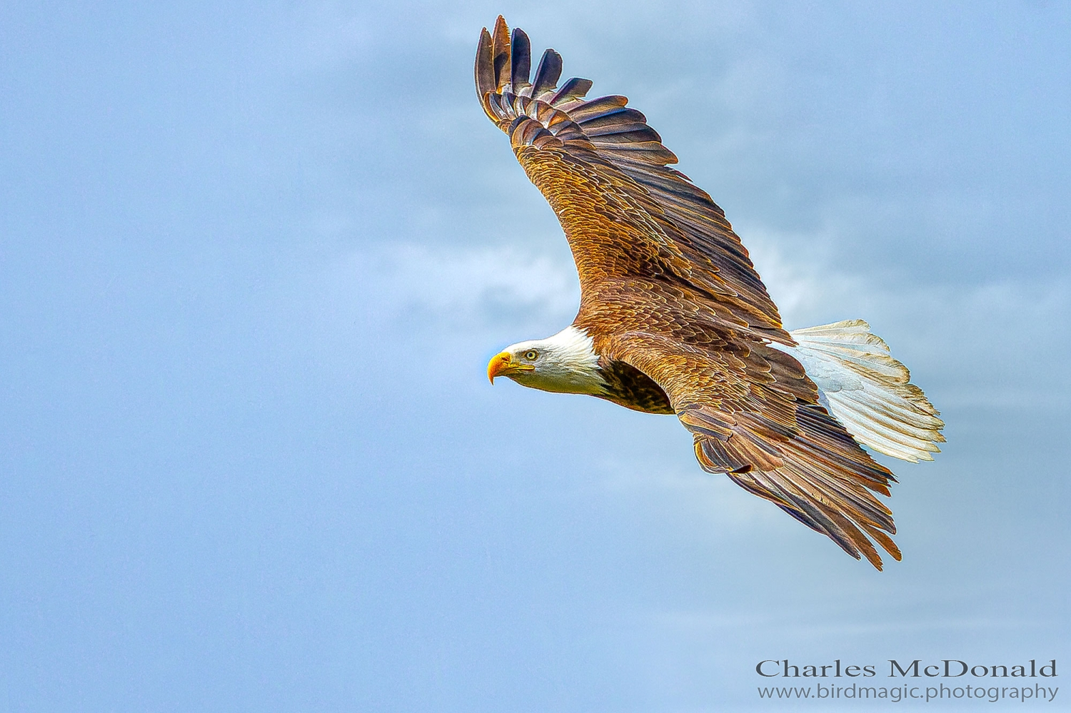 Bald Eagle