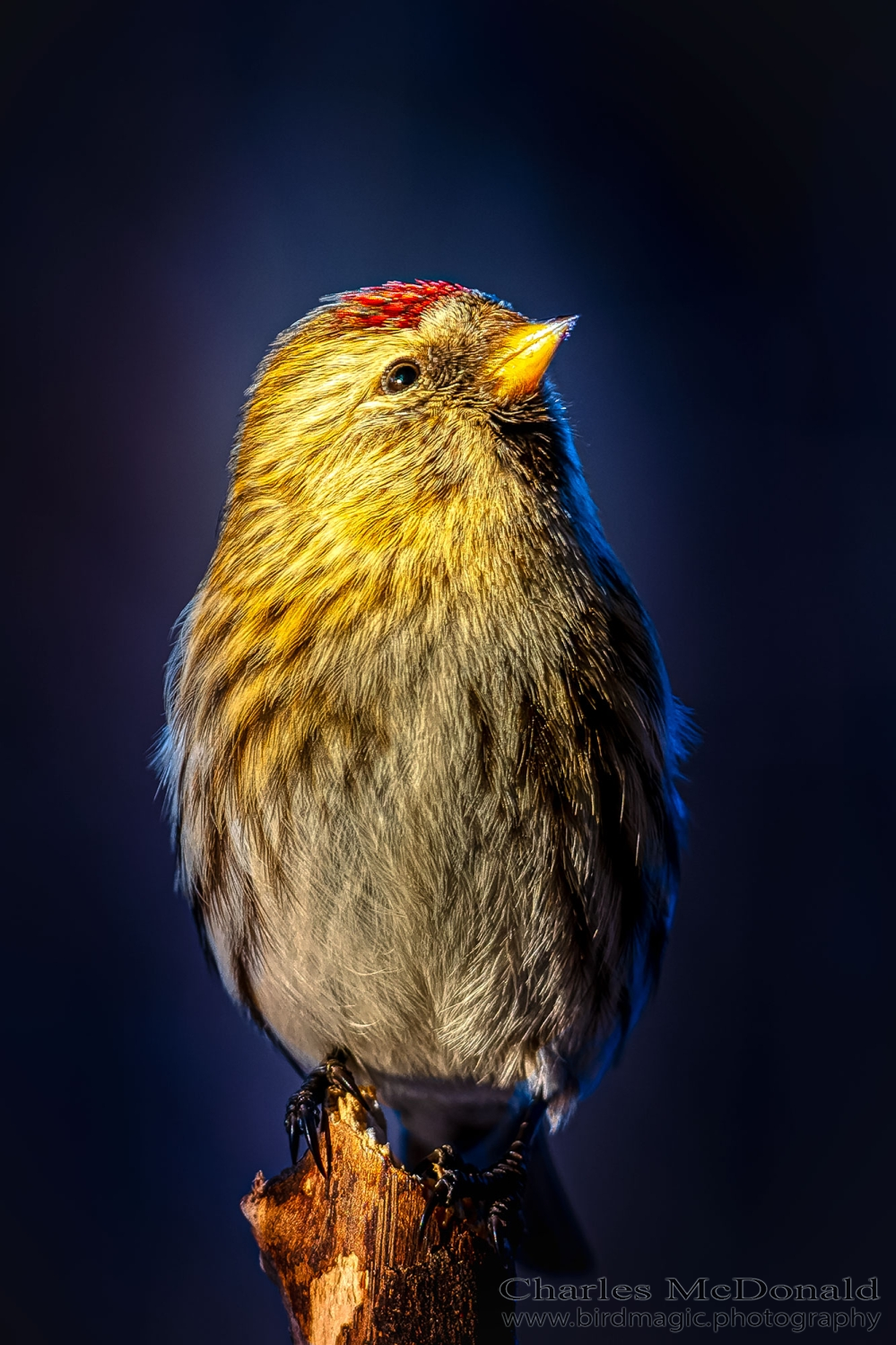 Common Redpoll