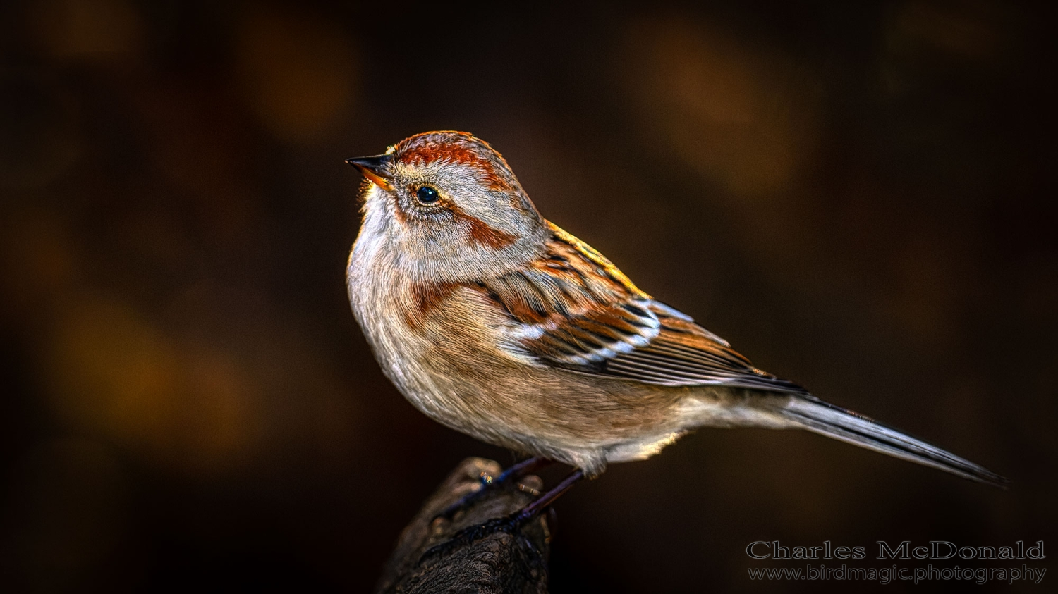 American Tree Sparrow