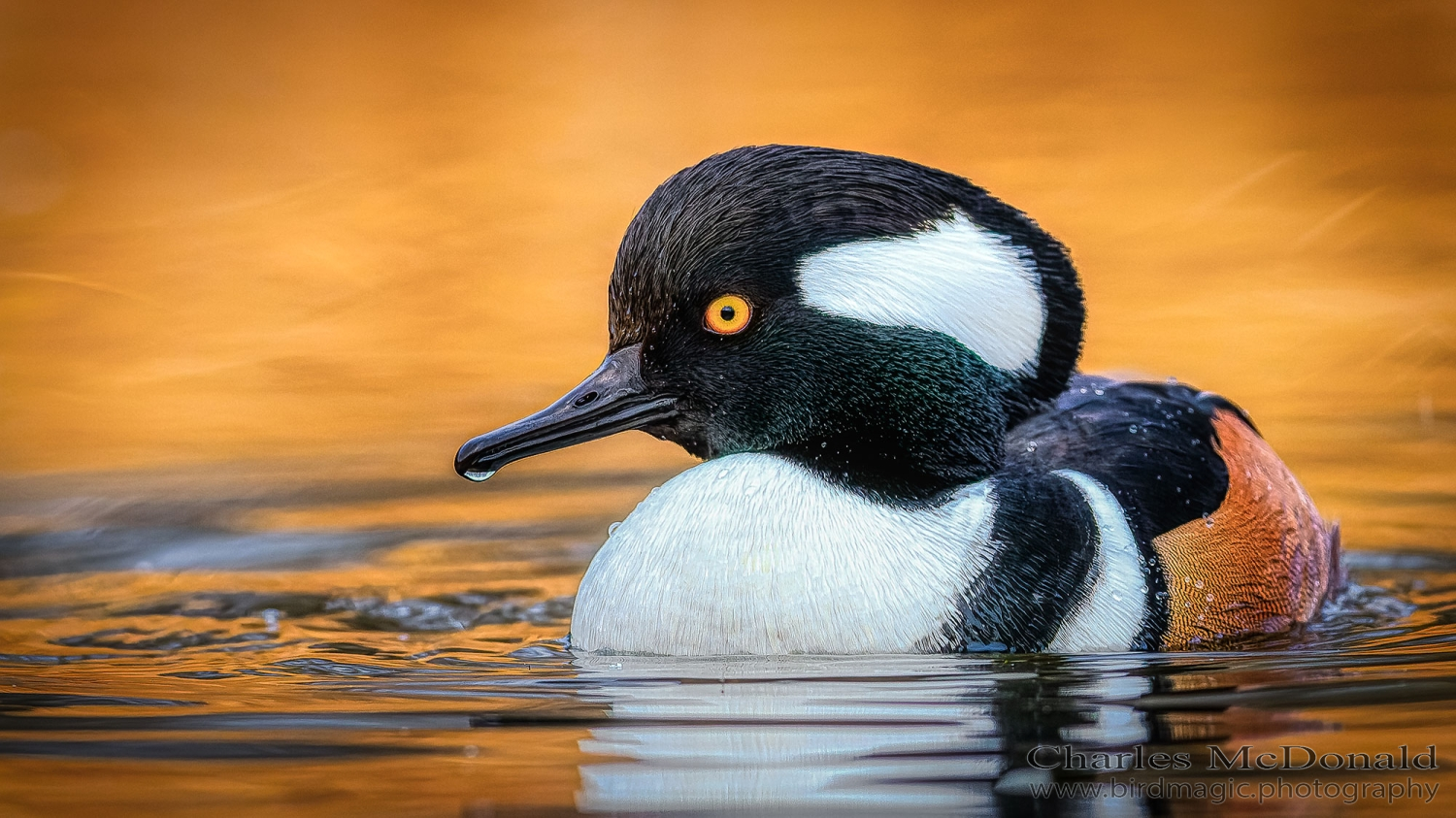 Hooded Merganser