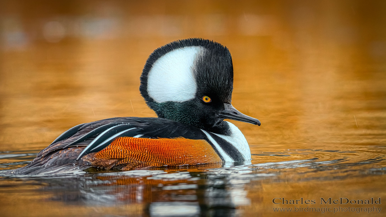 Hooded Merganser