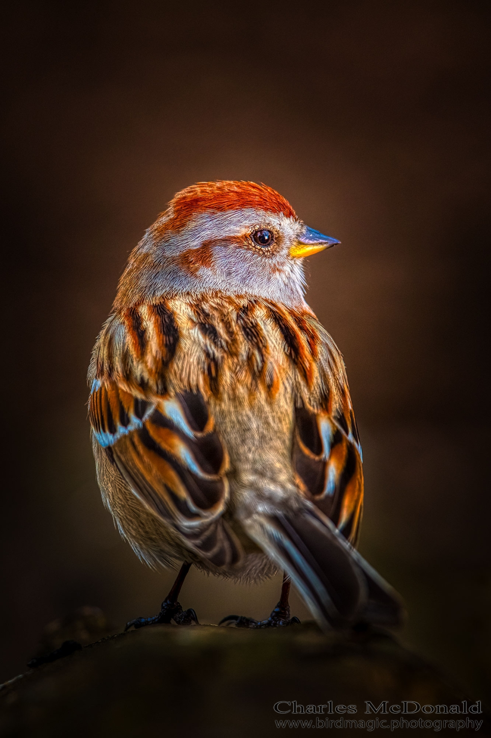 American Tree Sparrow