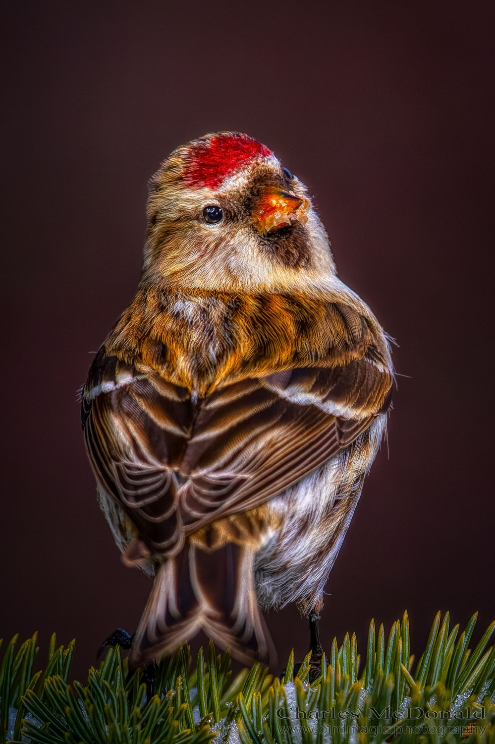 Common Redpoll