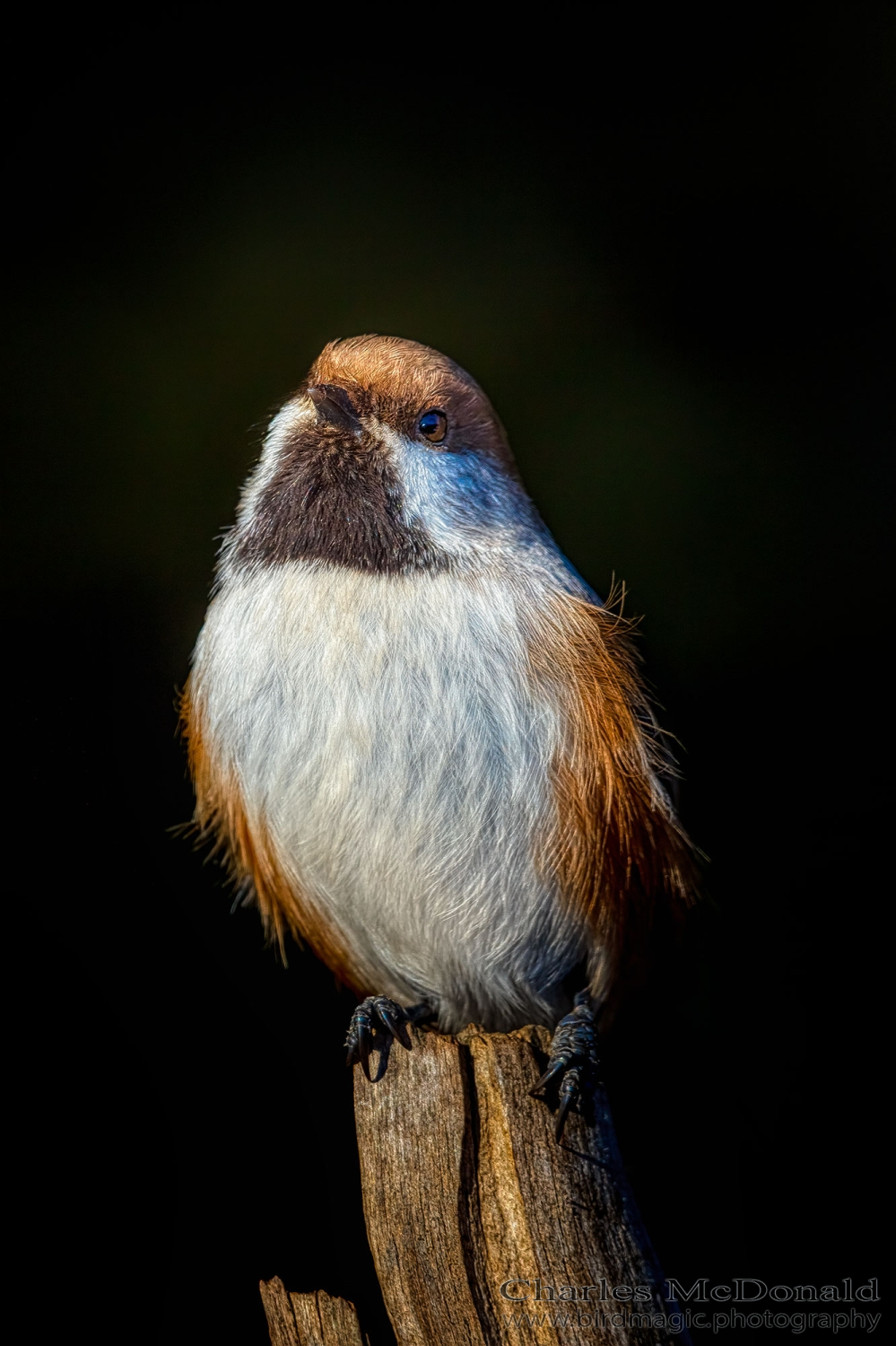 Boreal Chickadee