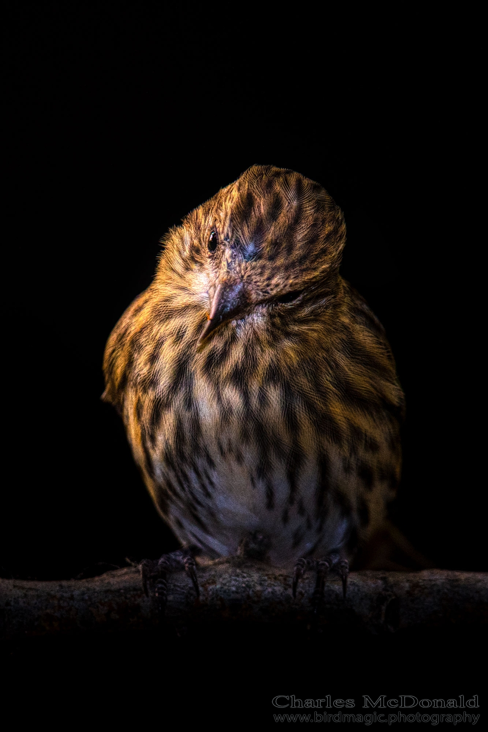 Pine Siskin