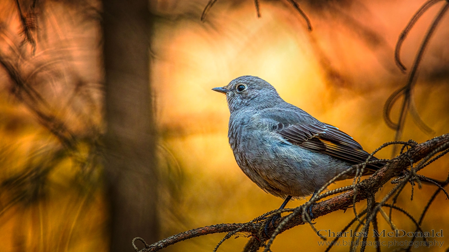 Townsend's Solitaire