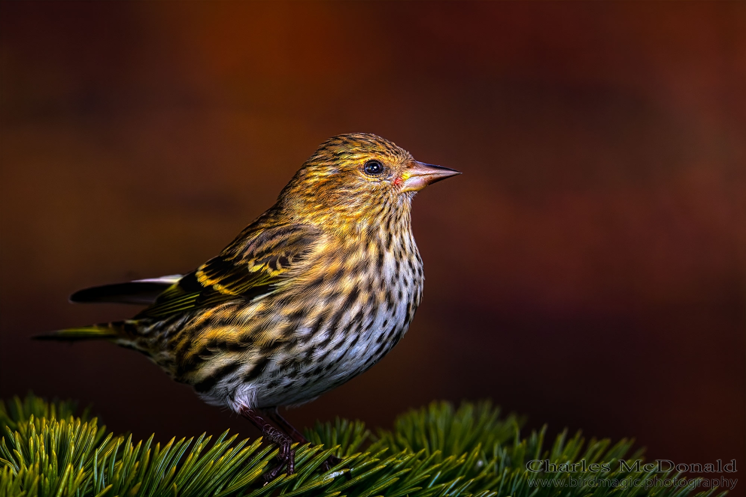 Pine Siskin