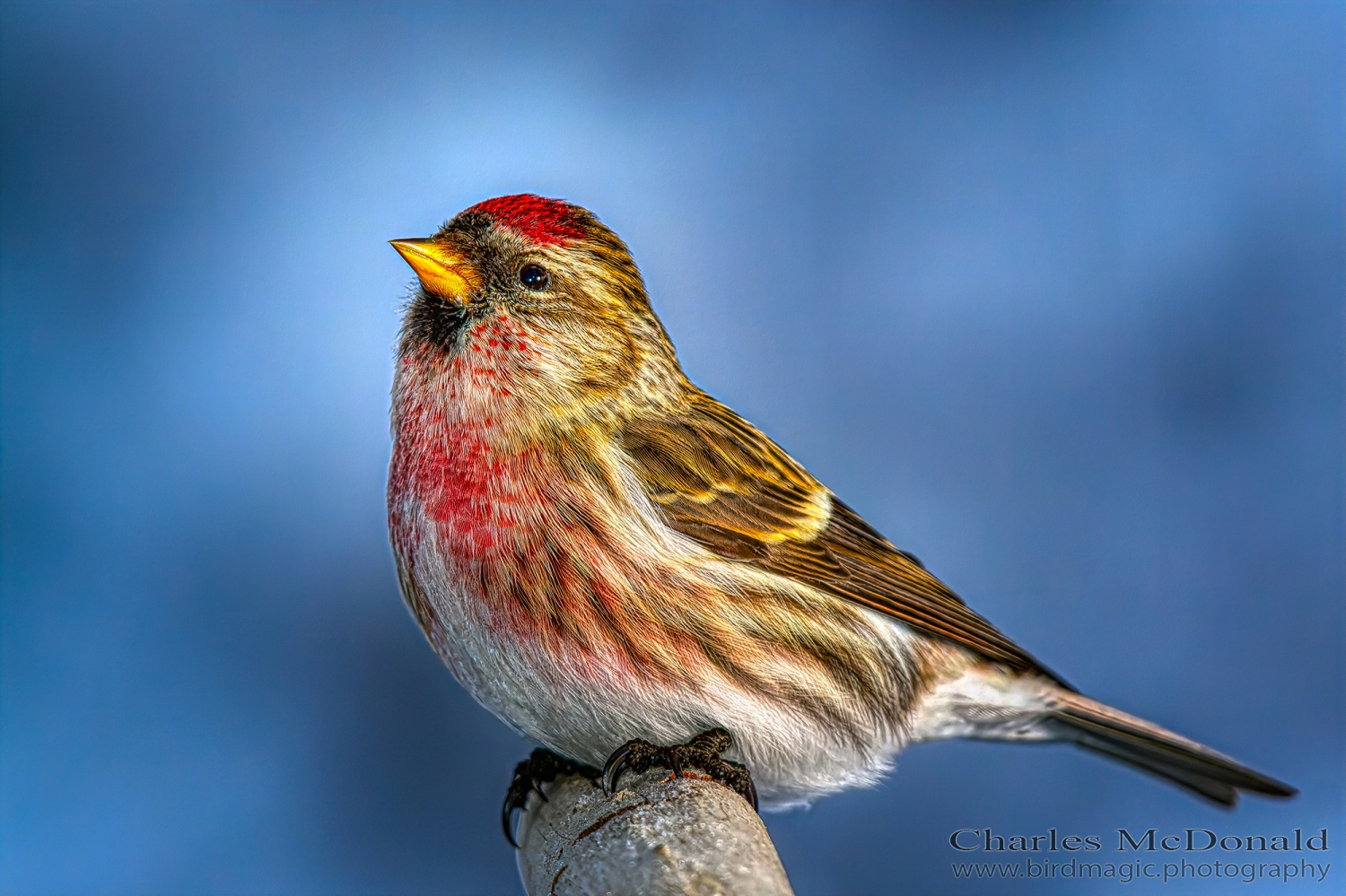 Common Redpoll