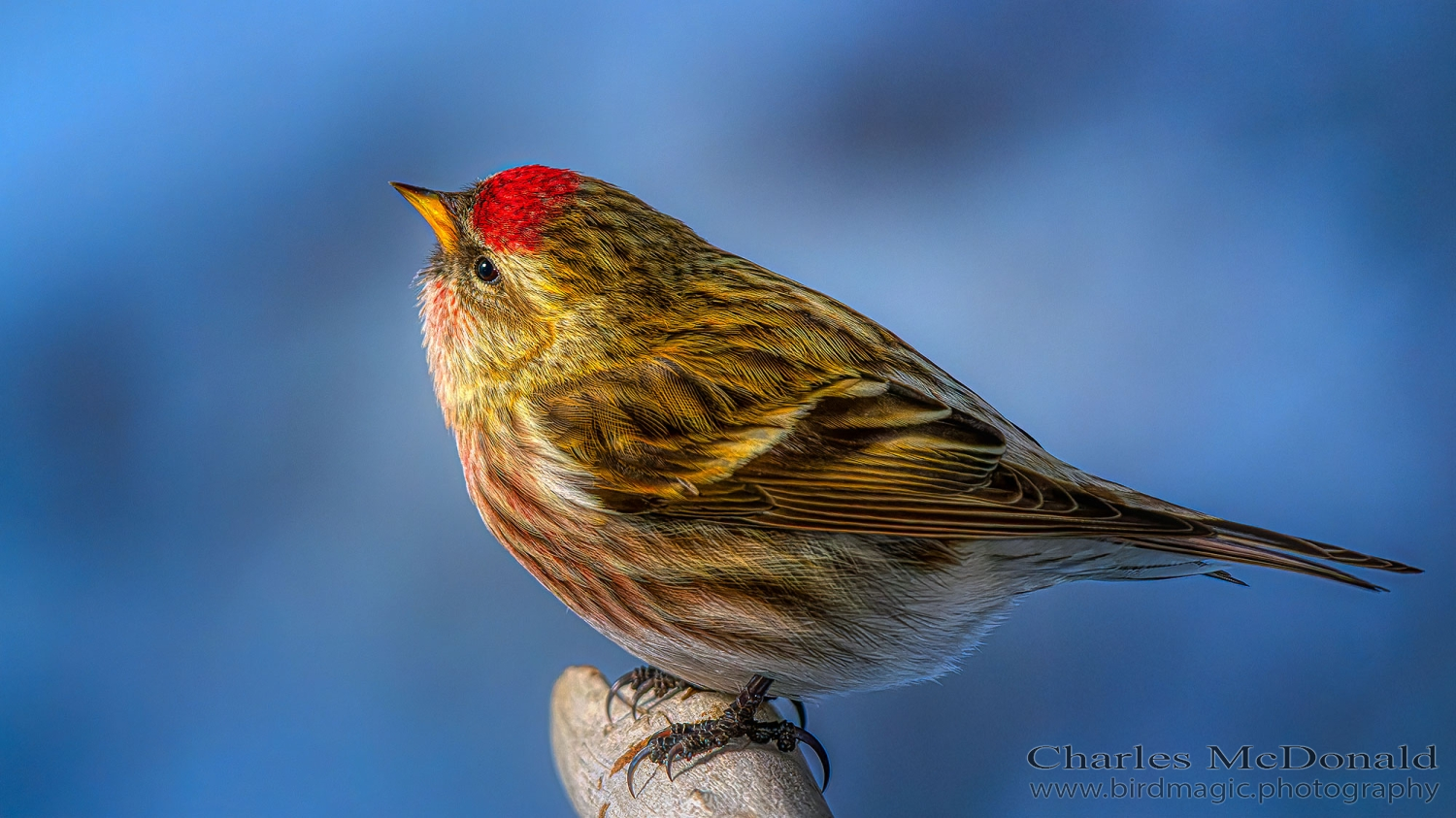 Common Redpoll