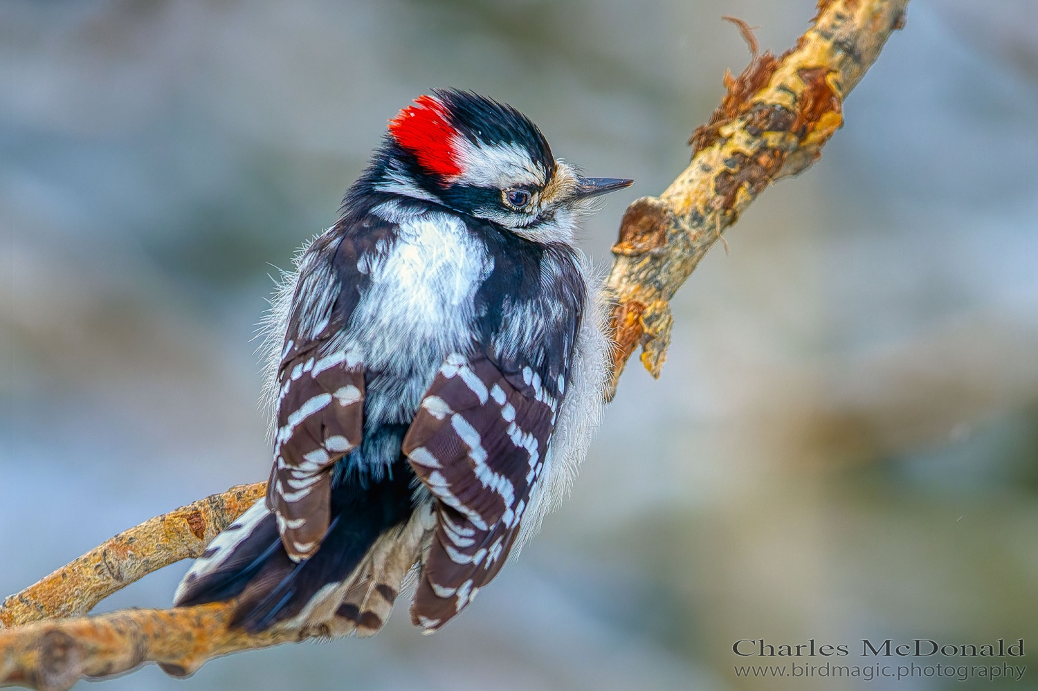 Downy Woodpecker