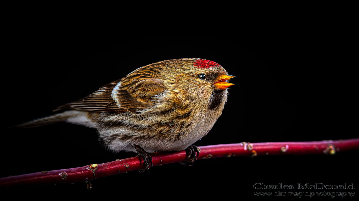 Common Redpoll