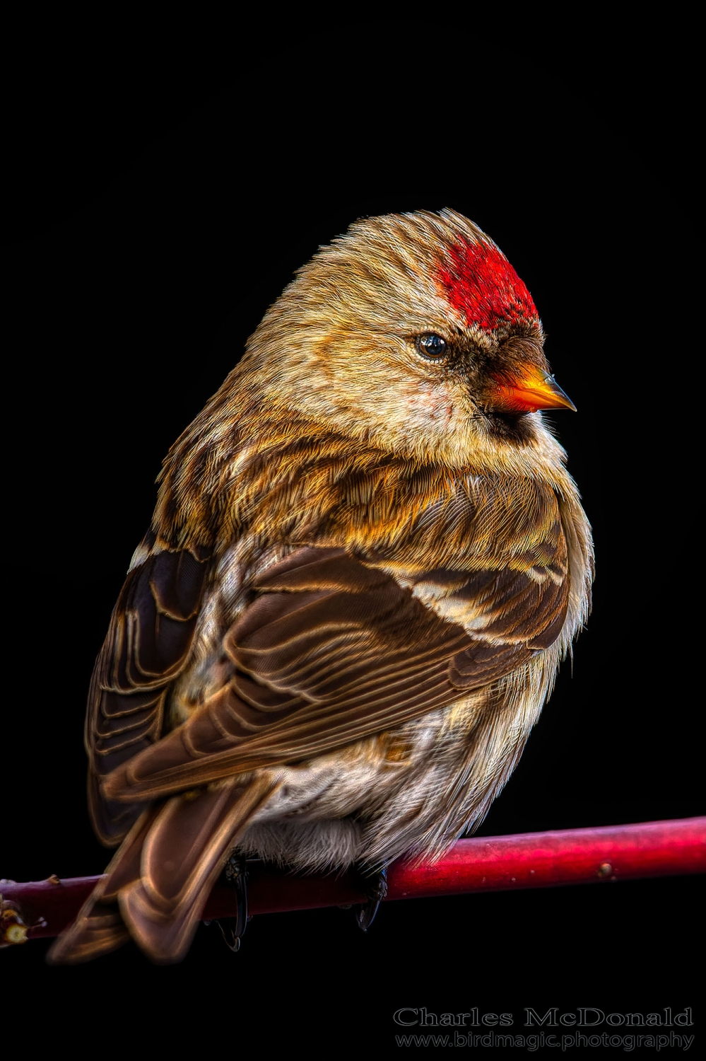 Common Redpoll