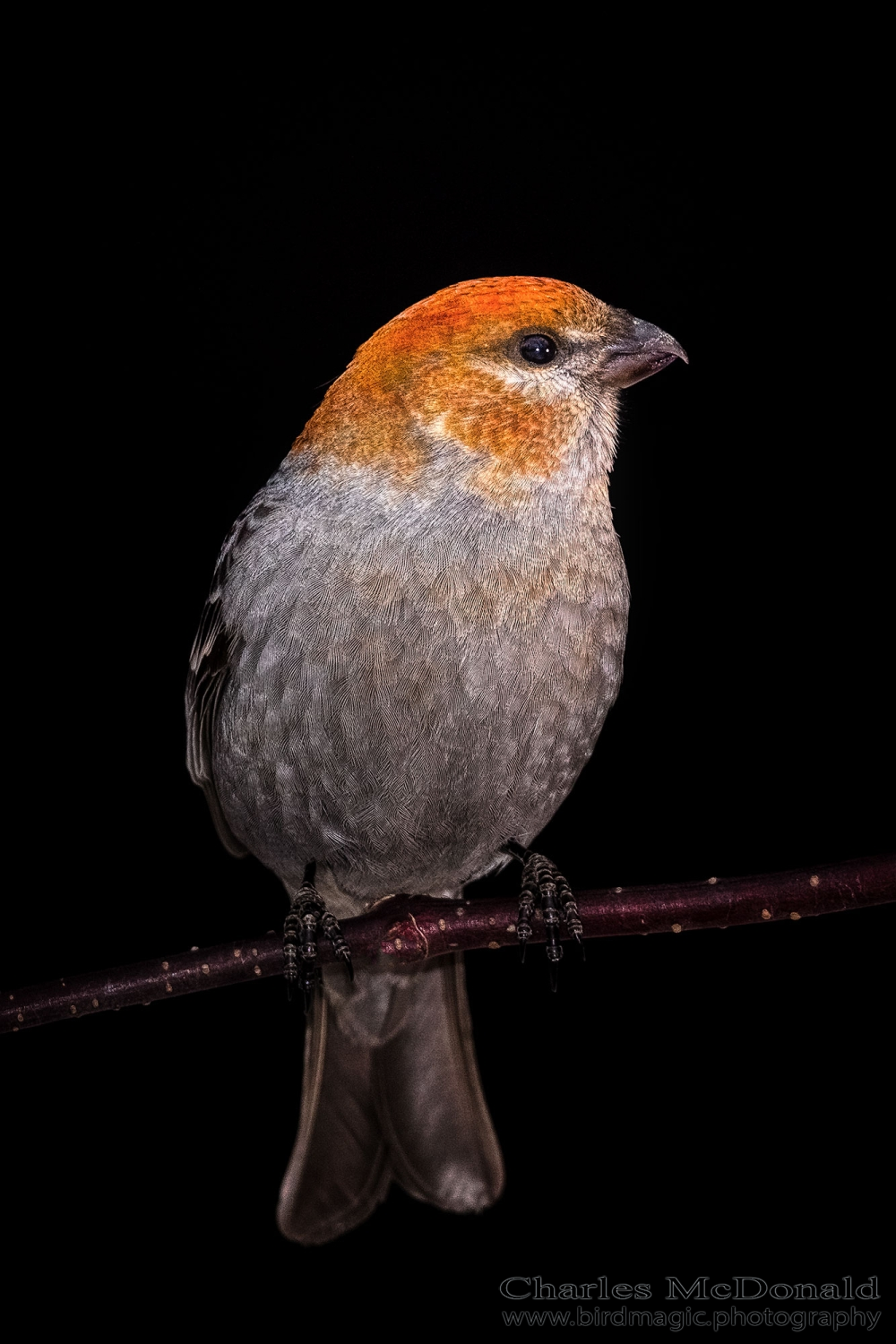 Pine Grosbeak