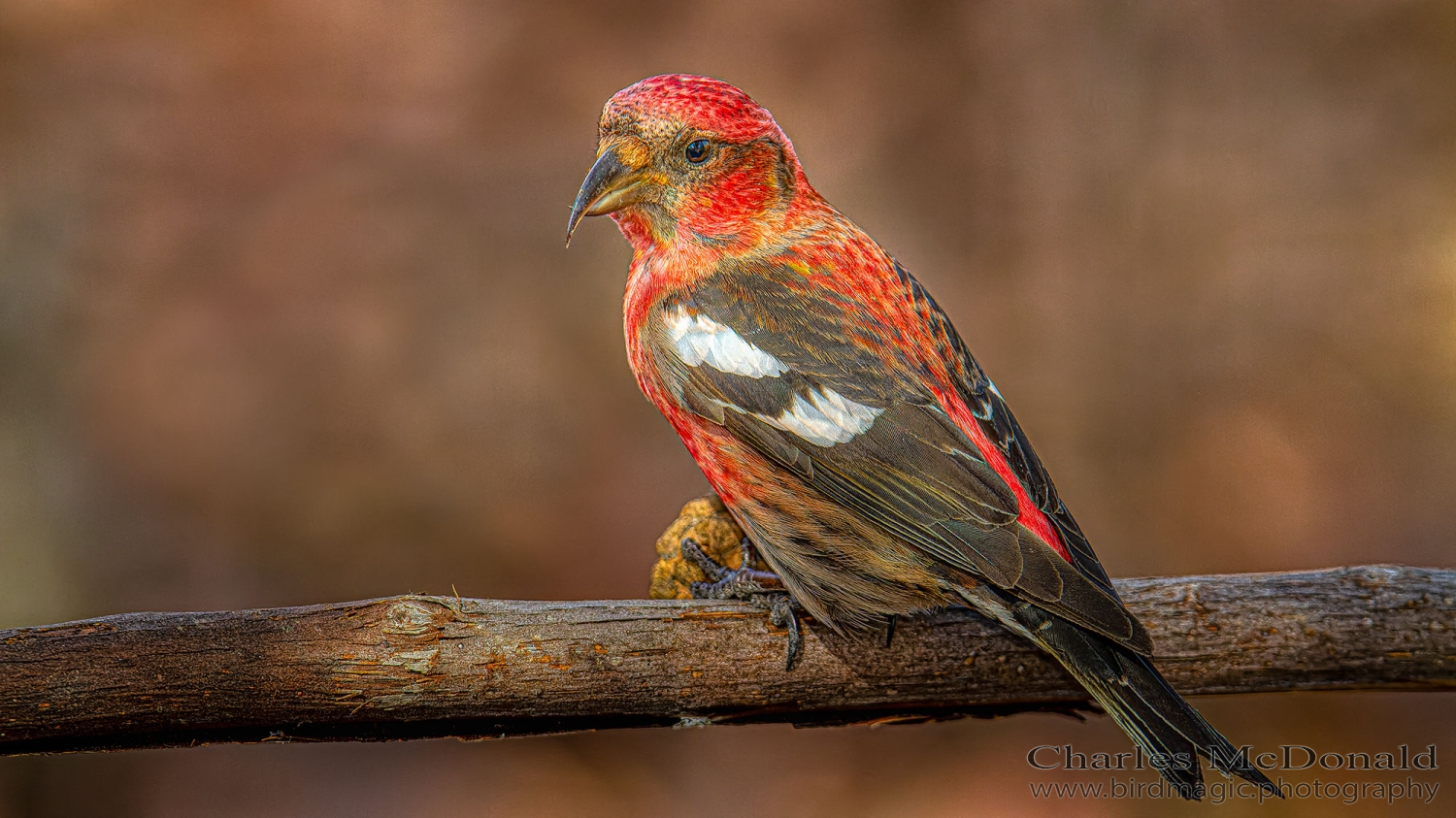 White-winged Crossbill