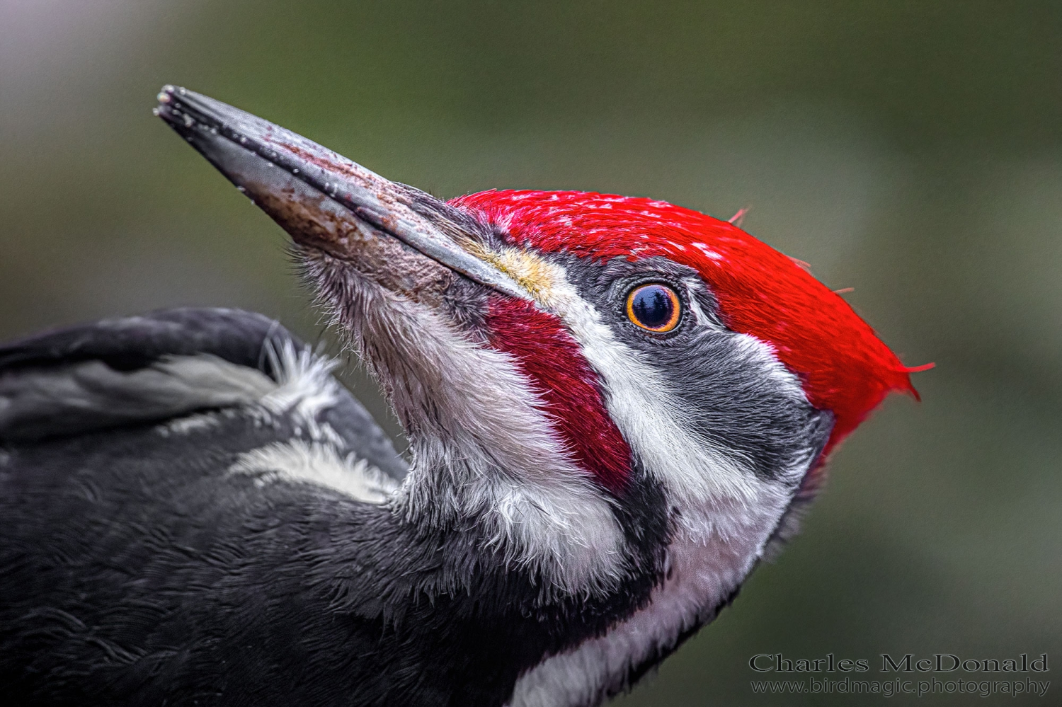 Pileated Woodpecker