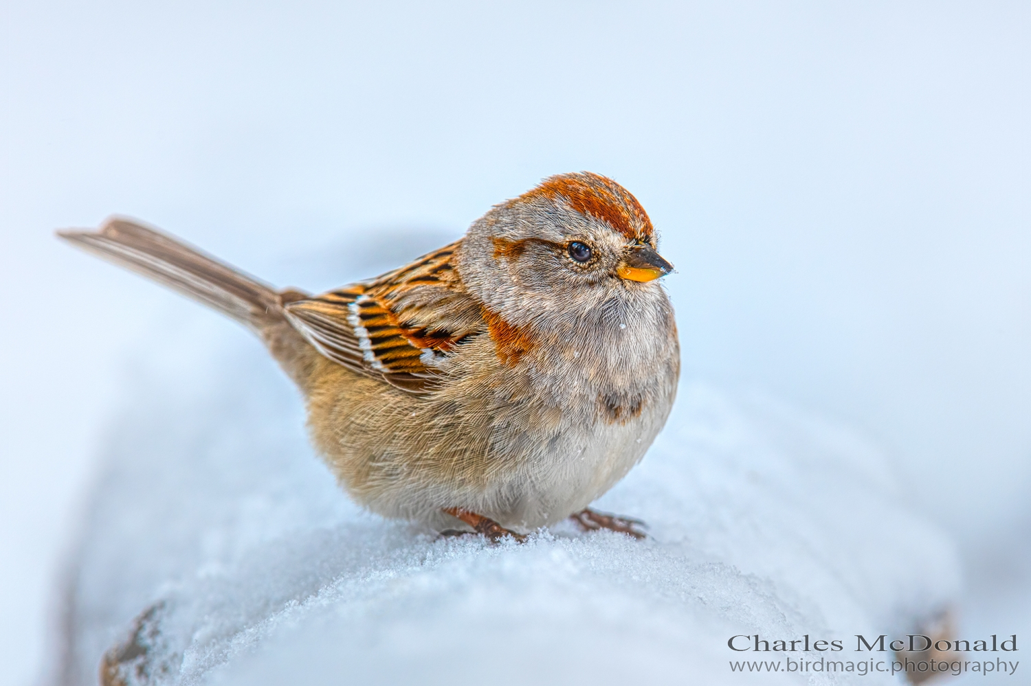 American Tree Sparrow