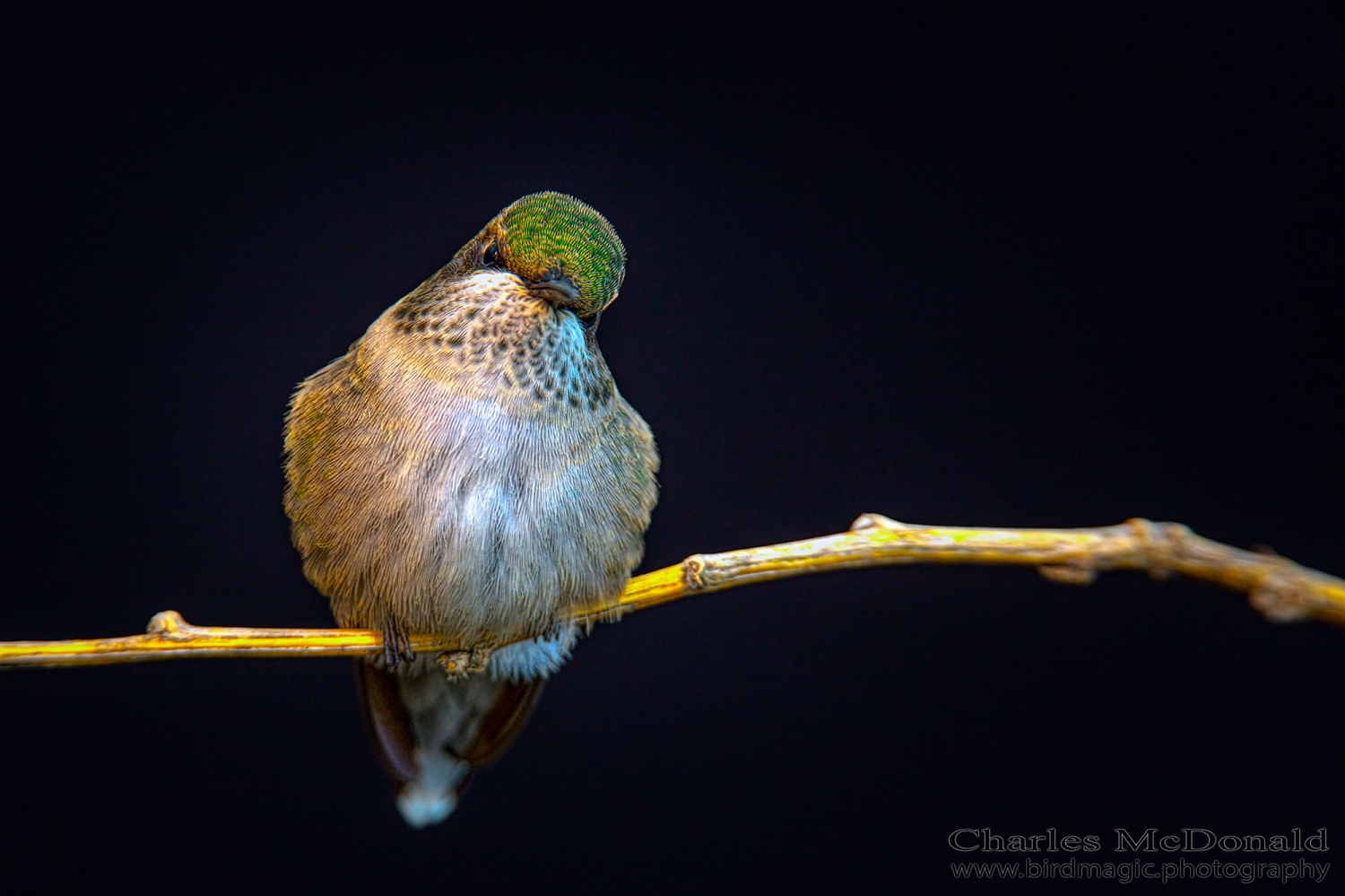 Ruby-throated Hummingbird