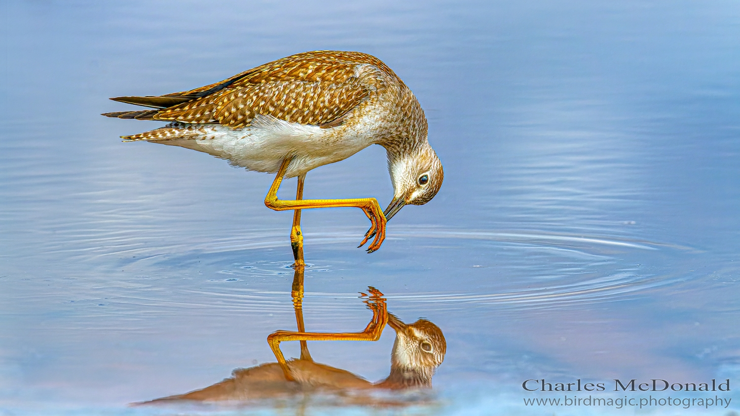 Lesser Yellowlegs